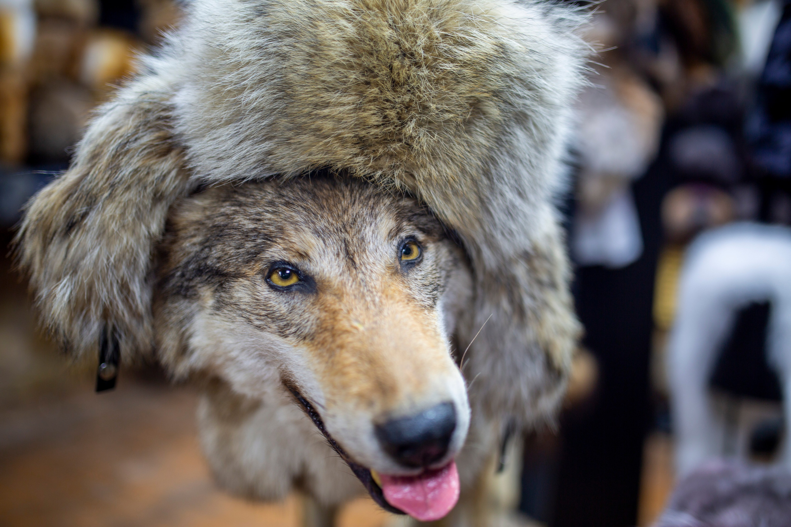 Флора и фауна. Sergey Shapovalov, фотограф, видеограф, графический дизайнер, монтажер