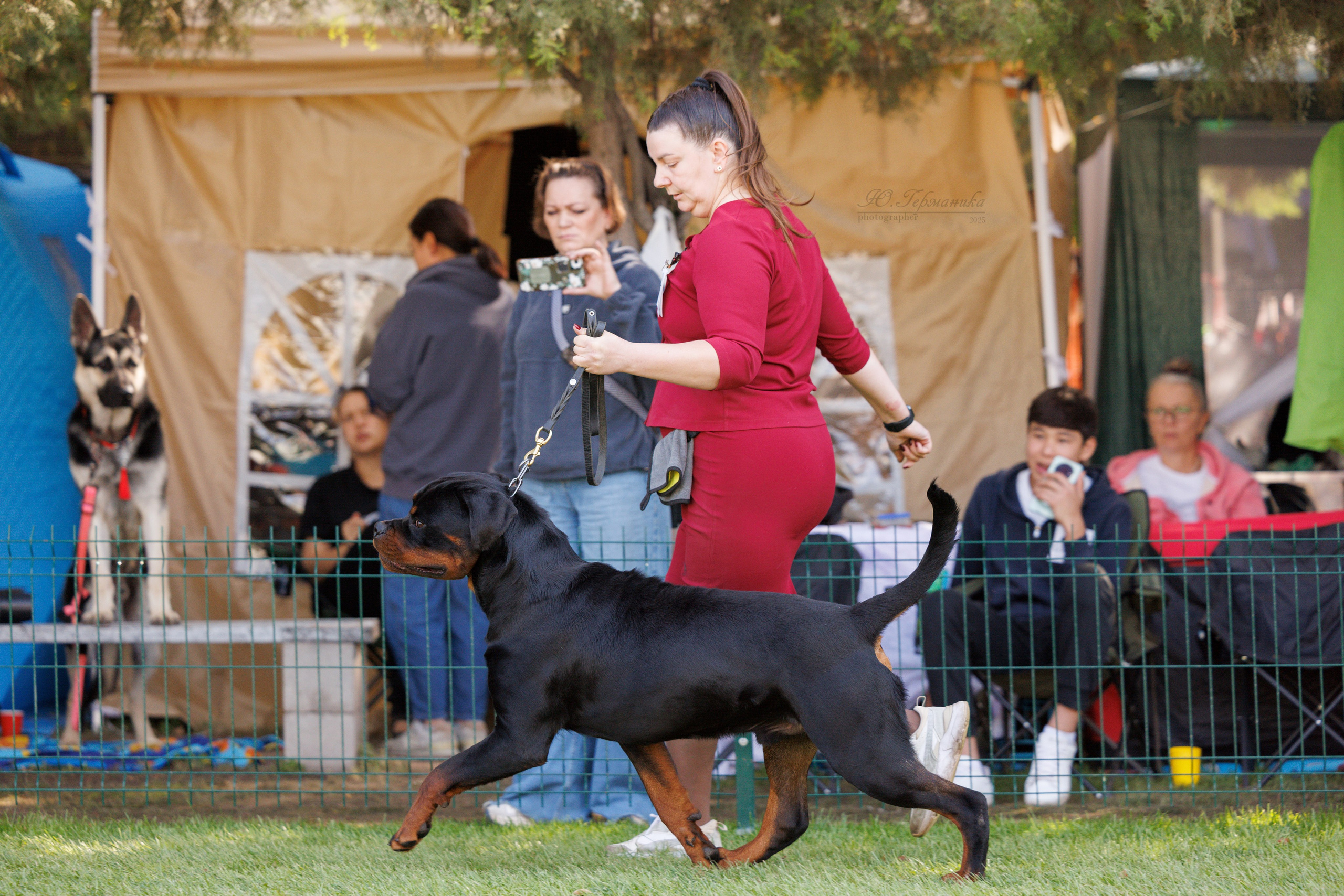 Бишкек 3х CACIB 26-28.09.2025. Фотограф-анималист Юлия Германика