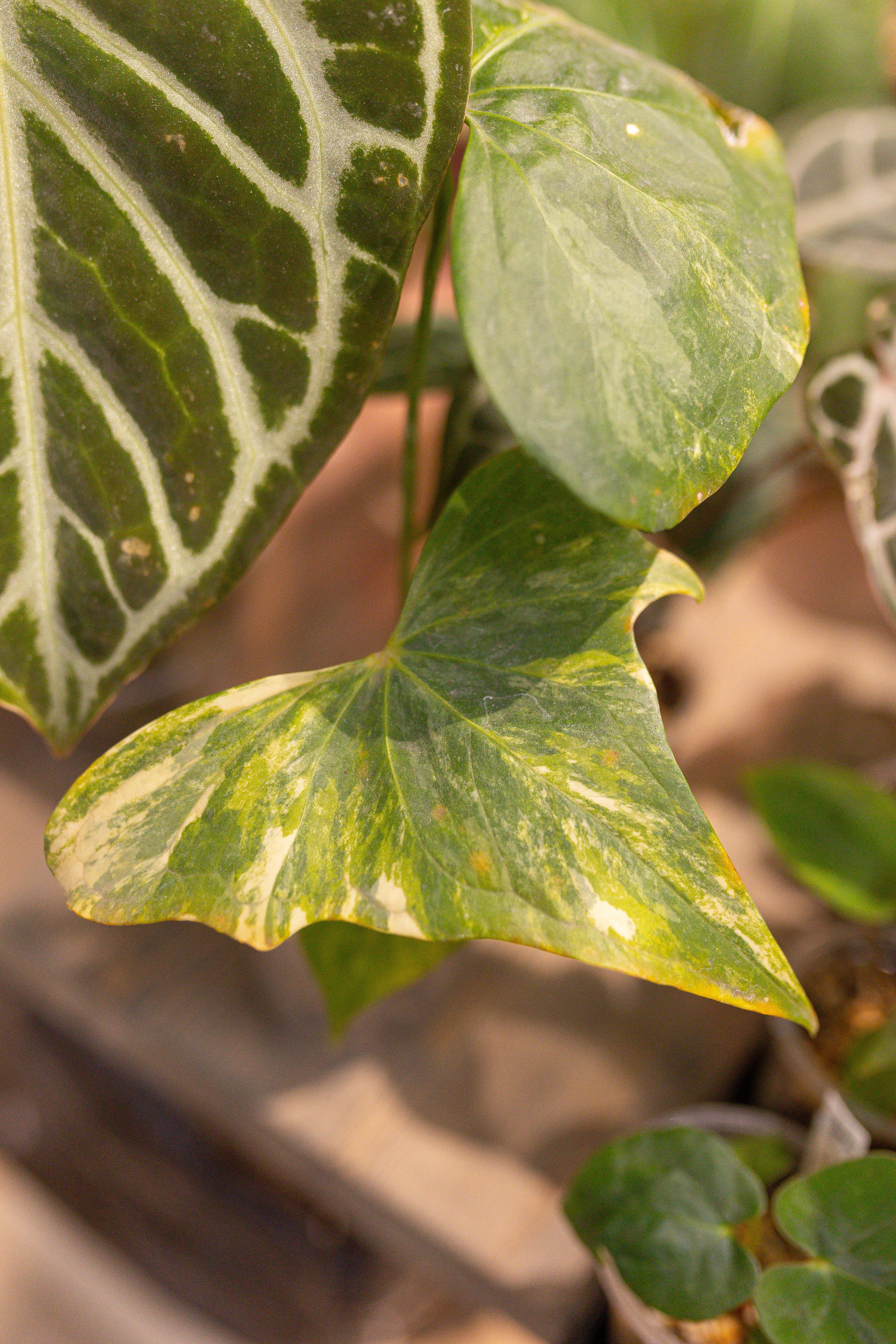 Ярмарка Green Rare 20.09.25. Александра Куликова фотограф, Москва