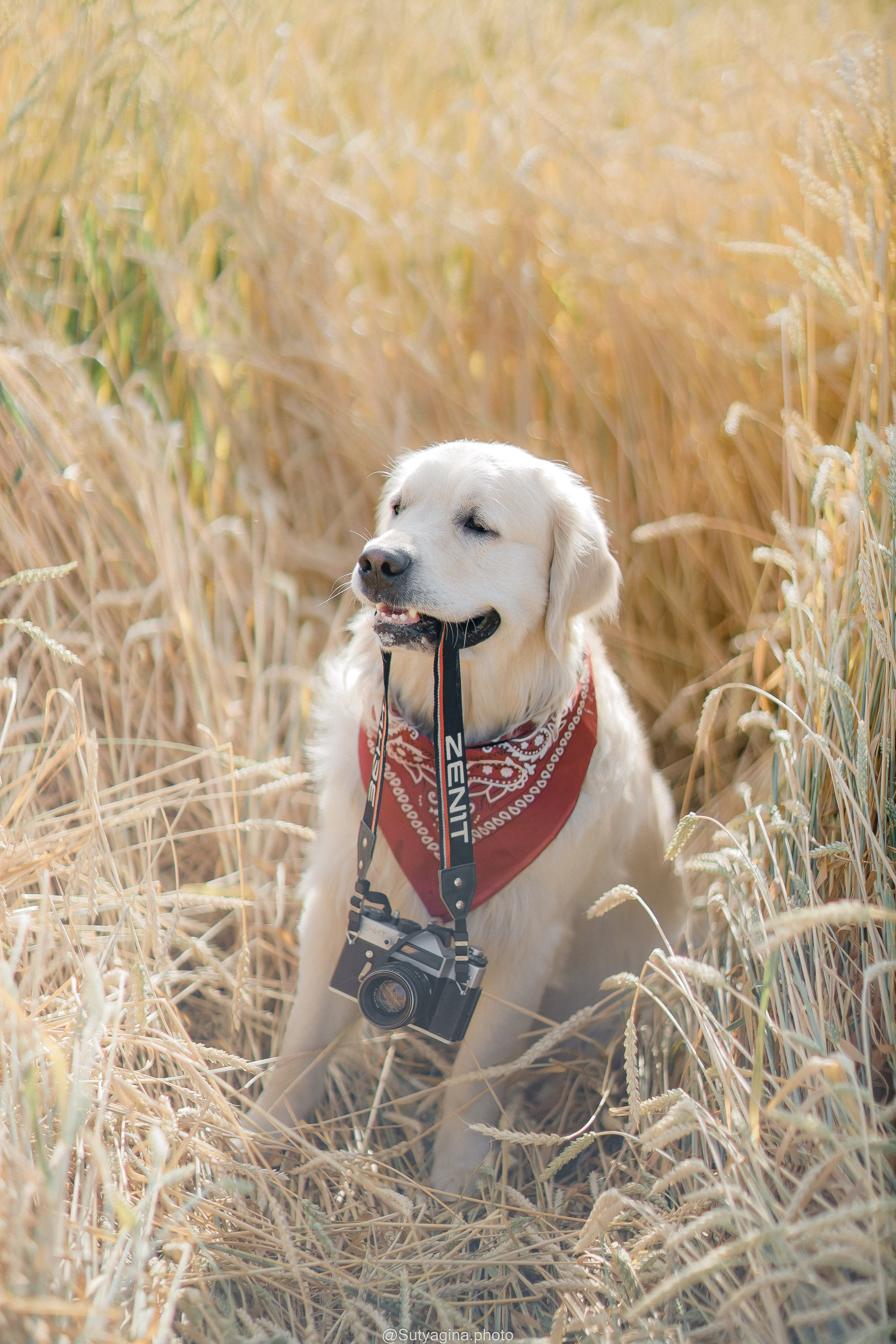 Золотистый ретривер Снежик. Свадебный и женский фотограф