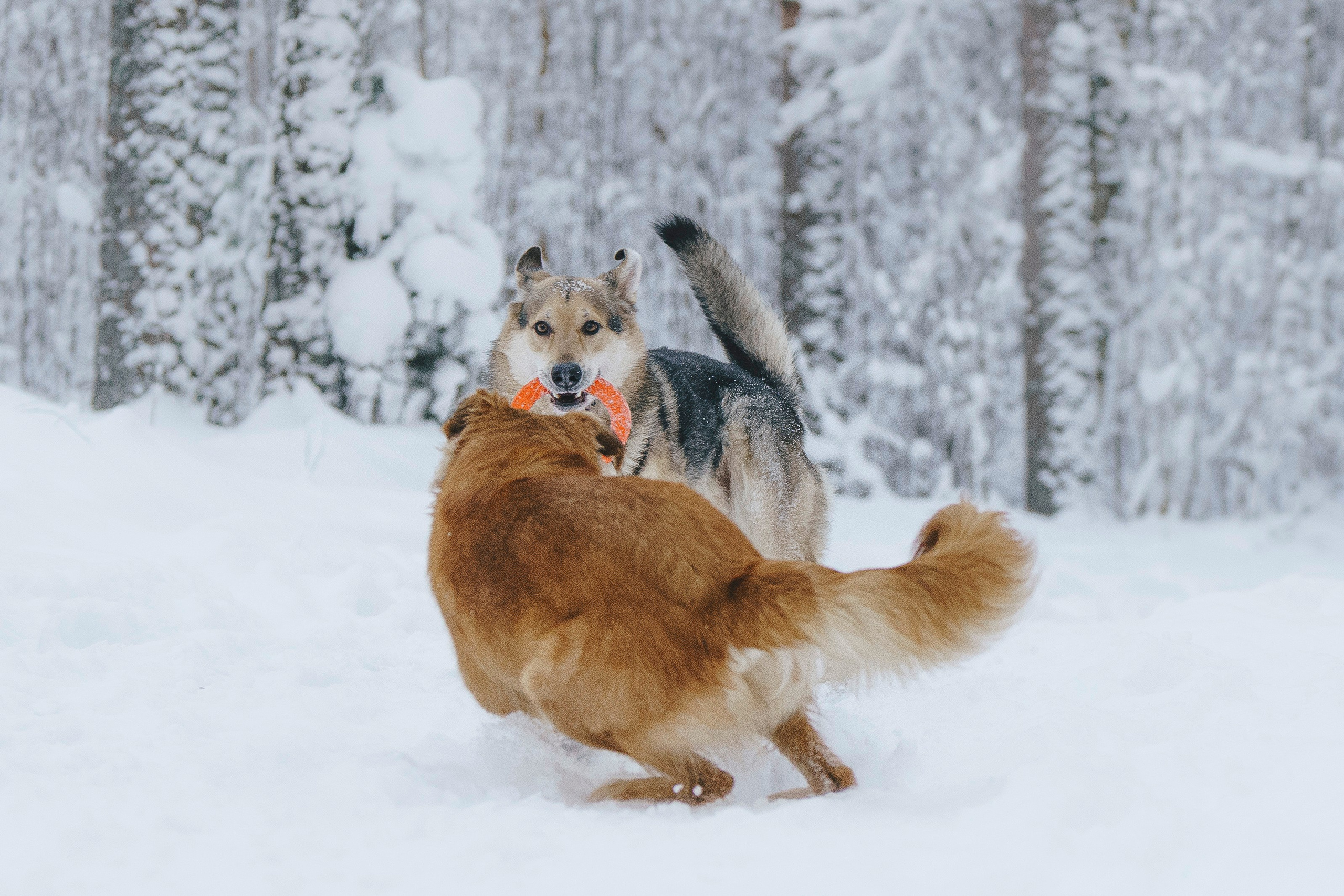 Рэй, Кузя, Ольга и Александр. Фотограф анималист в Спб недорого Олеся Майорова