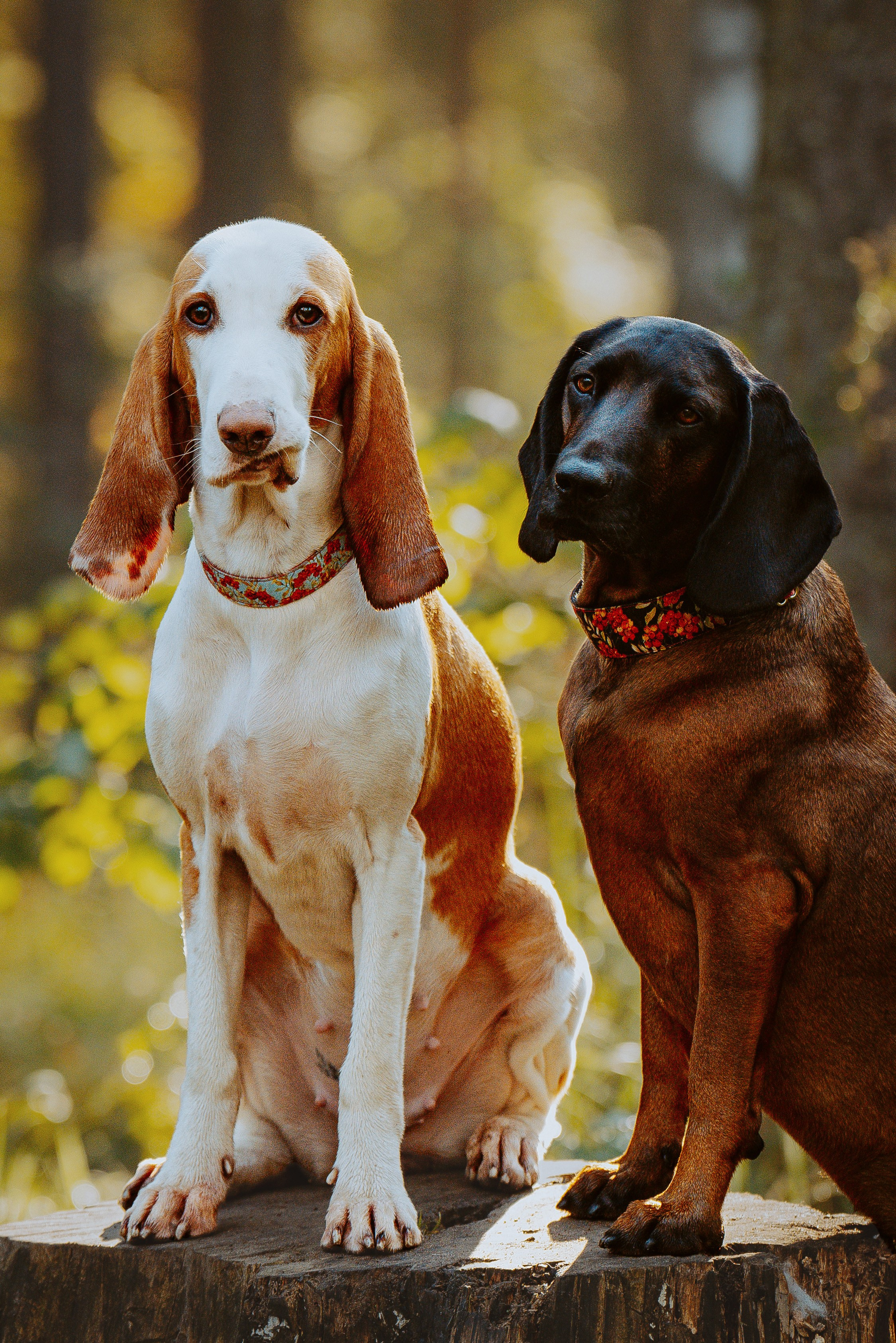 Ольга, Рора и Румпель. Фотограф анималист в Спб недорого Олеся Майорова