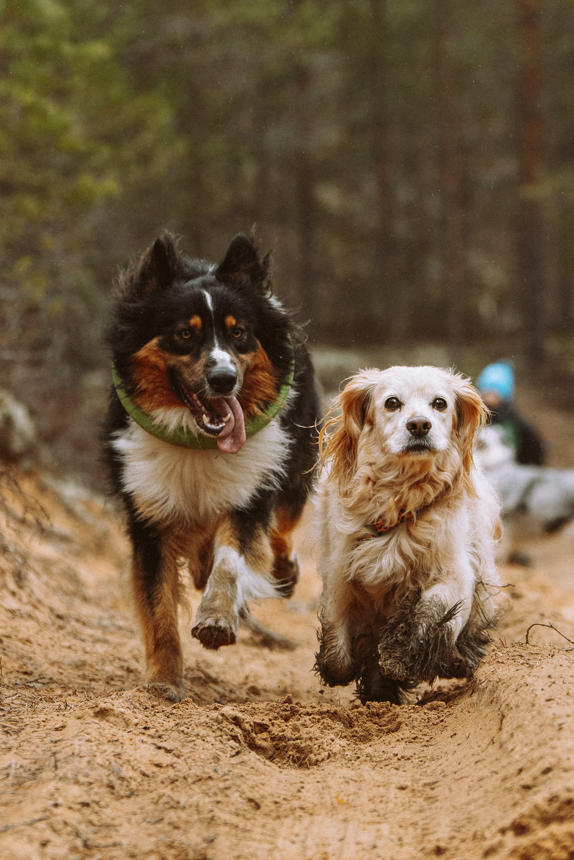 Дог трекинг к финскому хутору. Фотограф анималист в Спб недорого Олеся Майорова