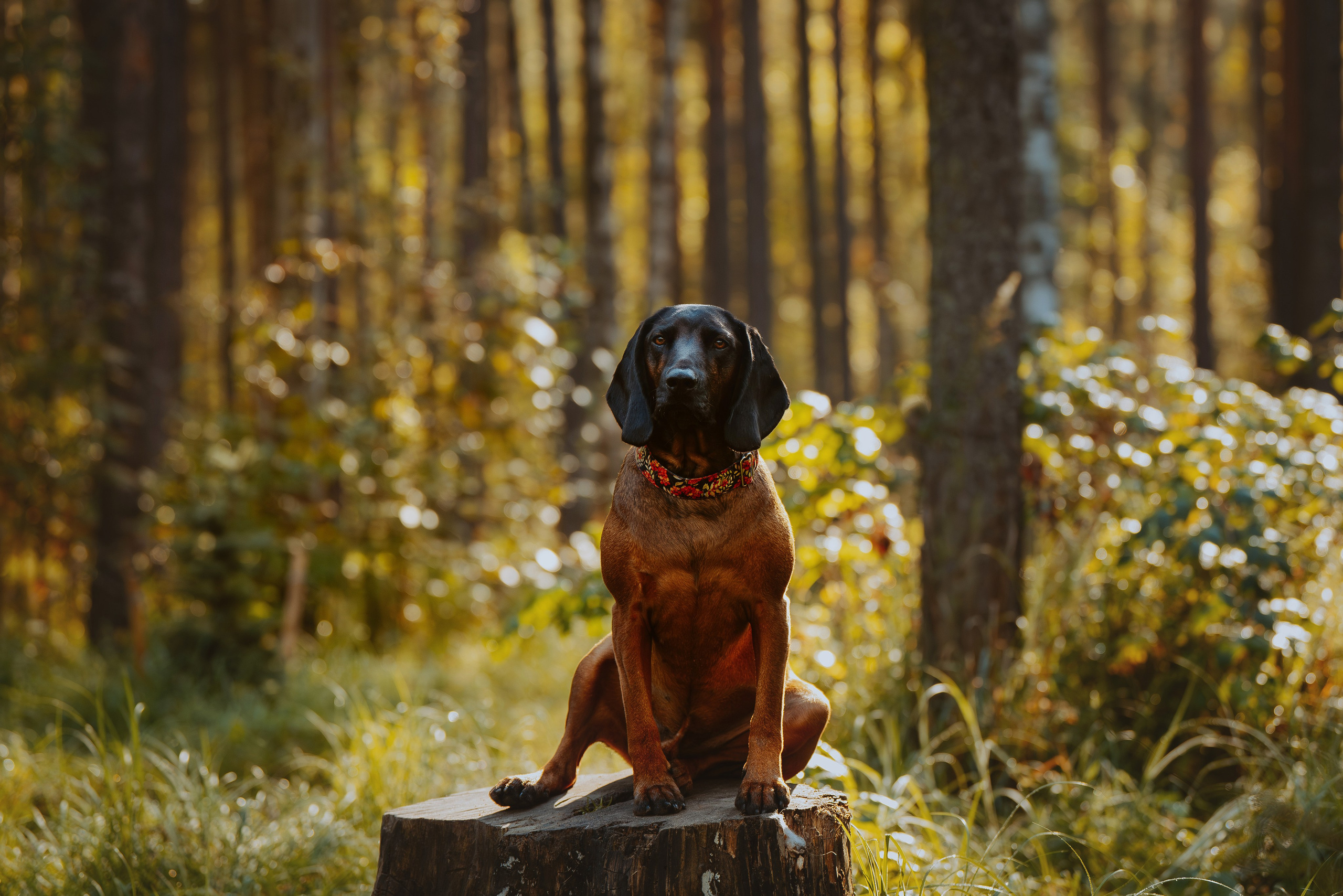 Ольга, Рора и Румпель. Фотограф анималист в Спб недорого Олеся Майорова