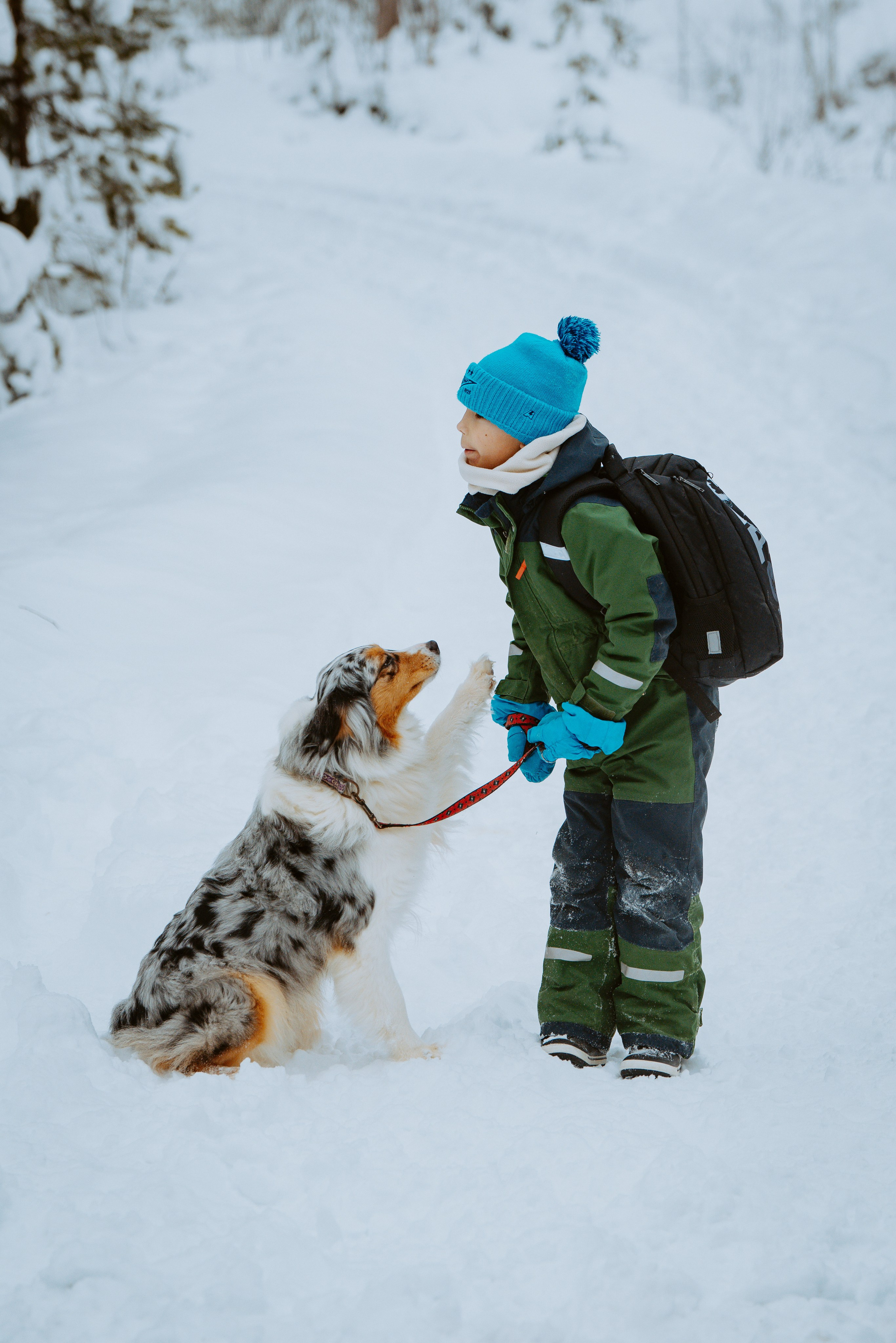 Дог трекинг. Фотограф анималист в Спб недорого Олеся Майорова