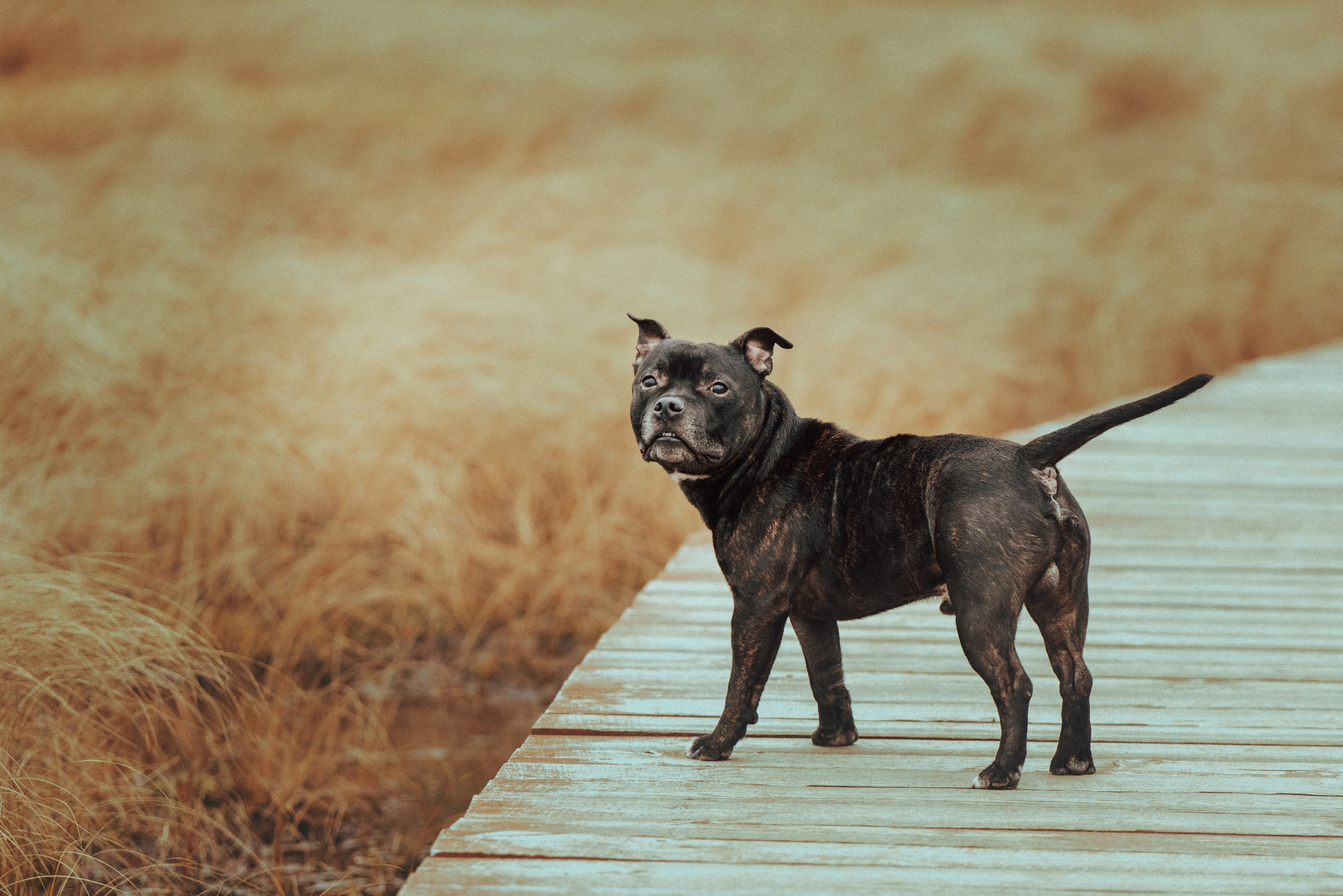 Фотограф анималист в Санкт-Петербурге. Фотограф анималист в Спб недорого Олеся Майорова