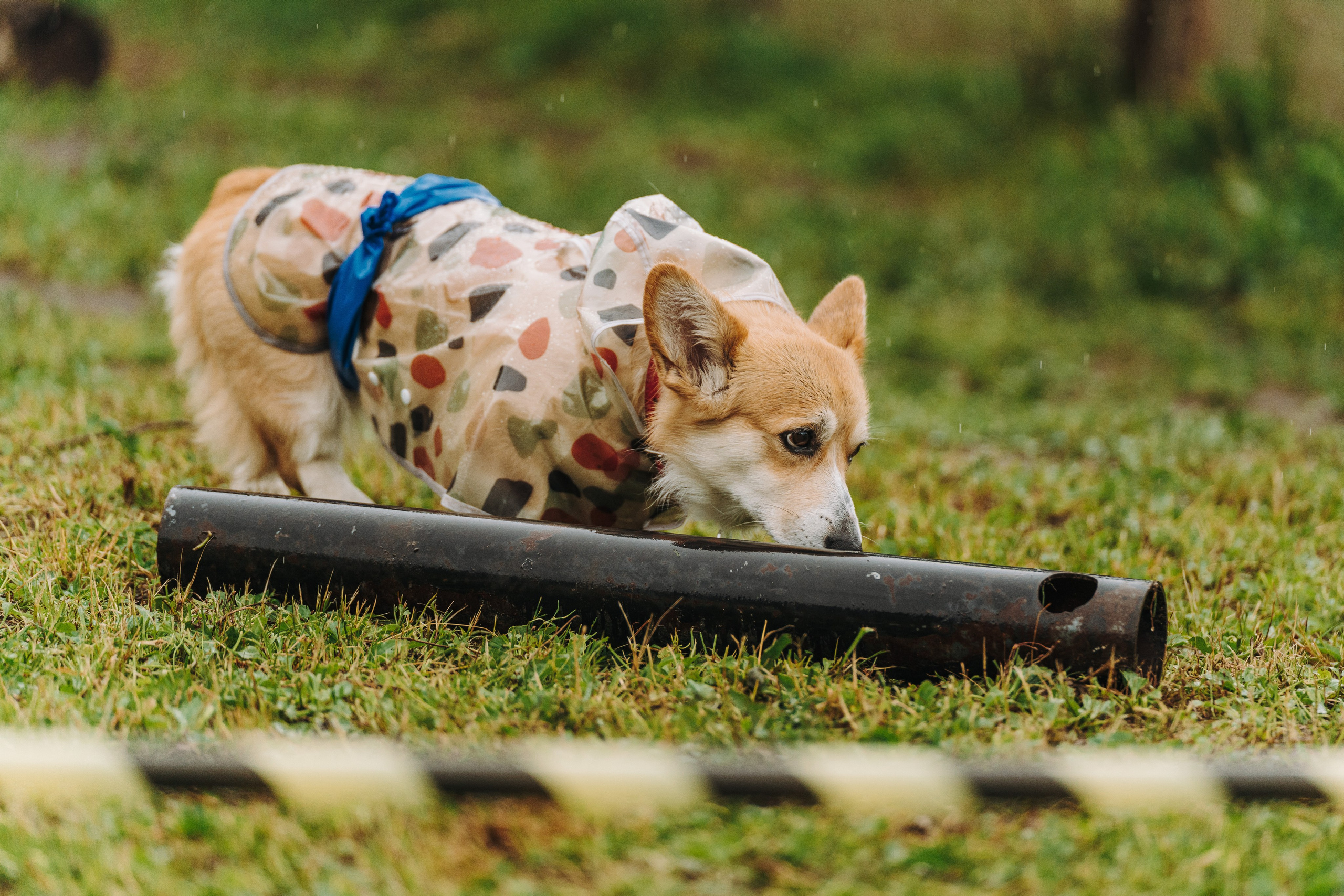 Соревнования по ноузворку в Новожилово. Фотограф анималист в Спб недорого Олеся Майорова
