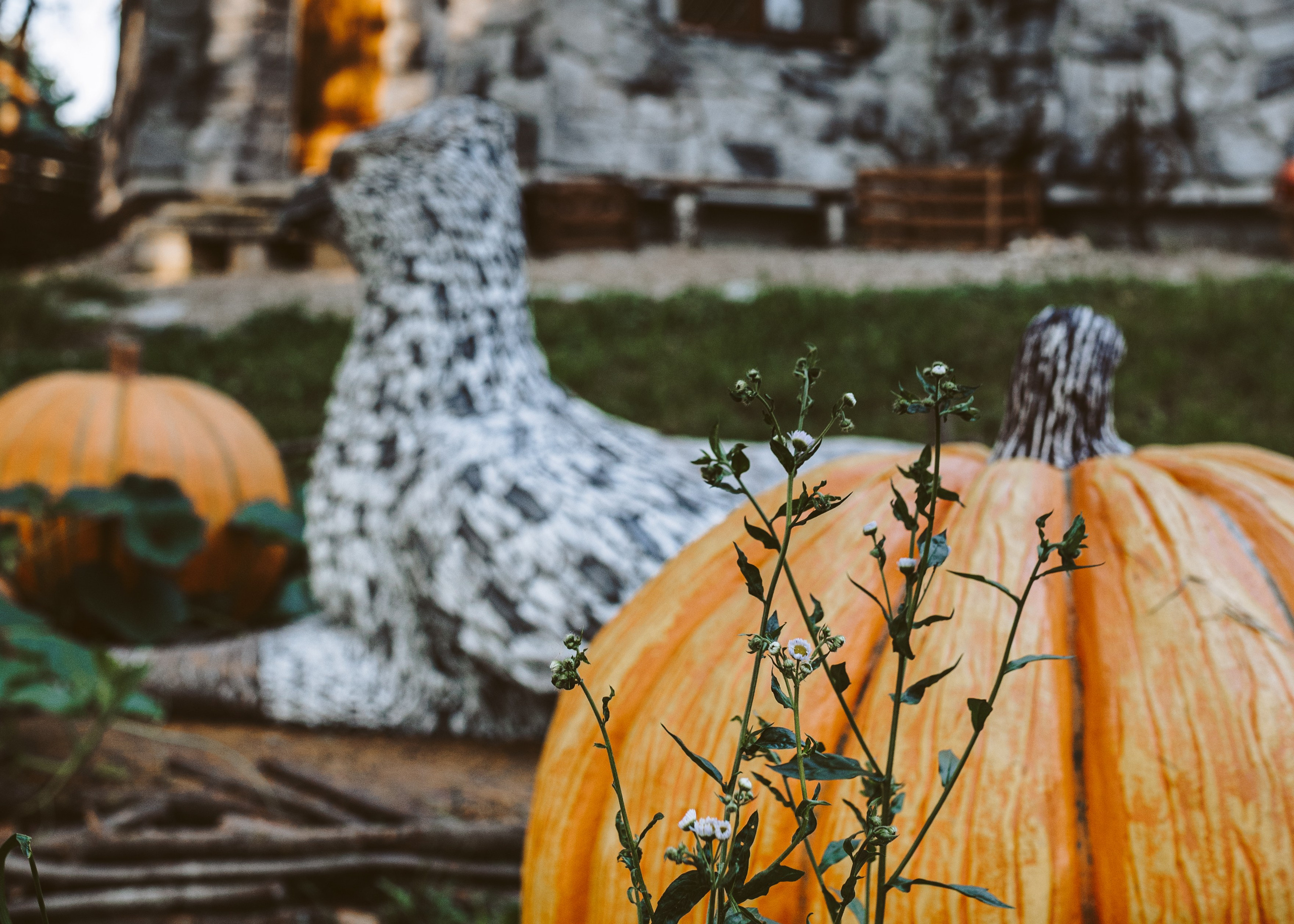 Хижина Хагрида. Свадебный фотограф Курзина Ольга | Москва