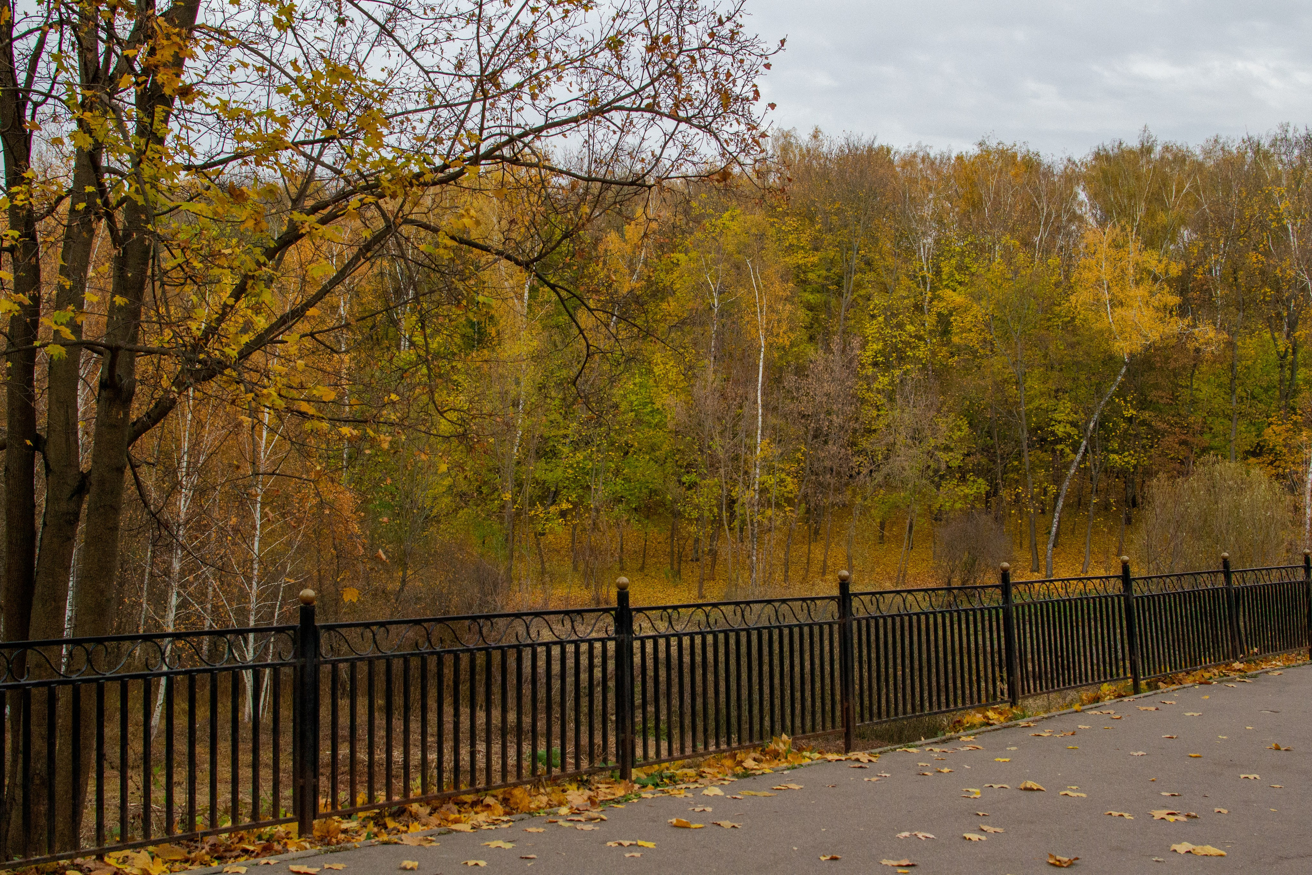 Старенький Nikon 3100 и nikkor 35 mm 1.8 (фото проявленные из RAW-NEF файлов). Фотограф в Туле Крупский АнДРей. Фотостудия «КАДР71» в Туле