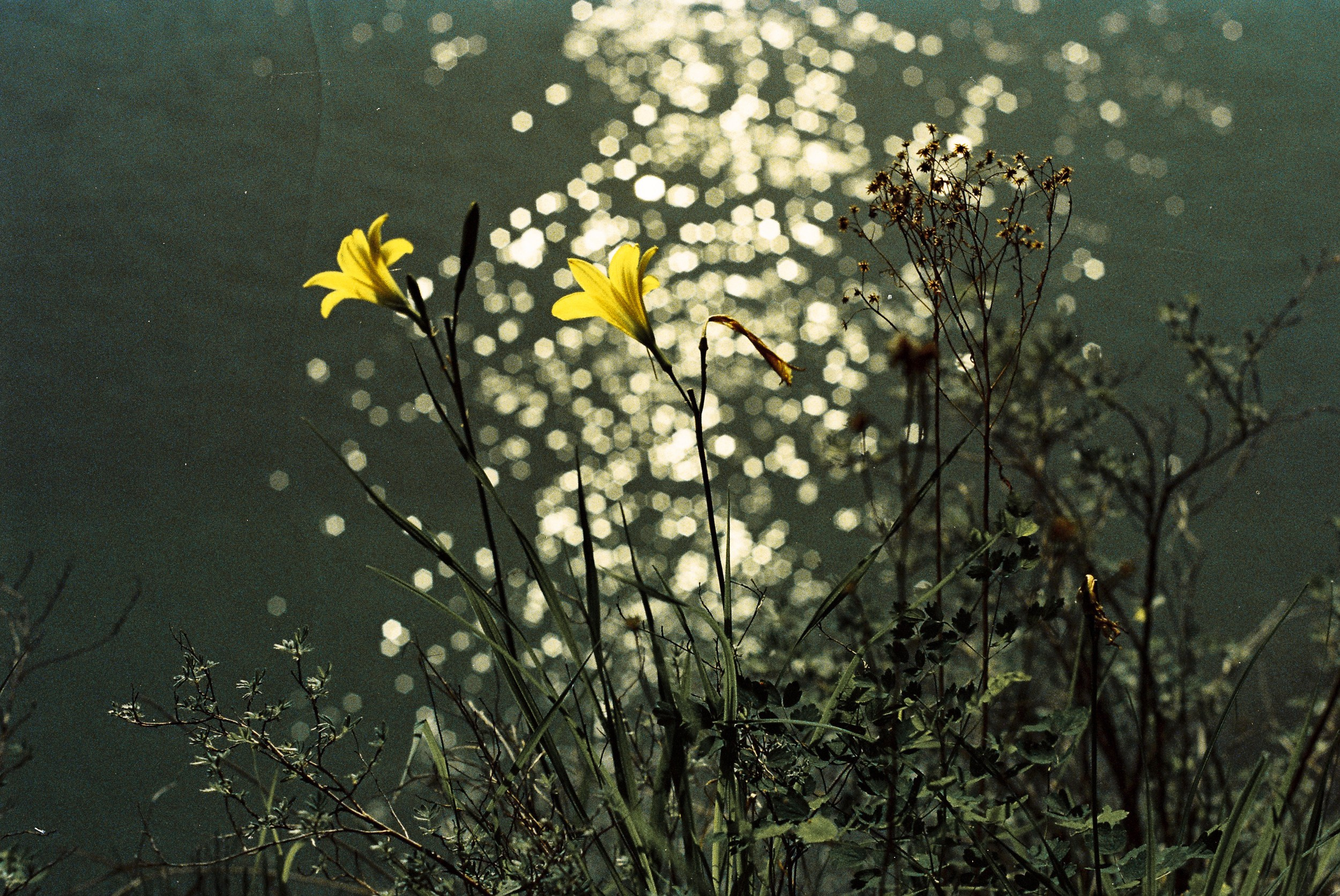 Пейзажные фотографии Алтая. Портретный и репортажный фотограф. Мыльников Илья
