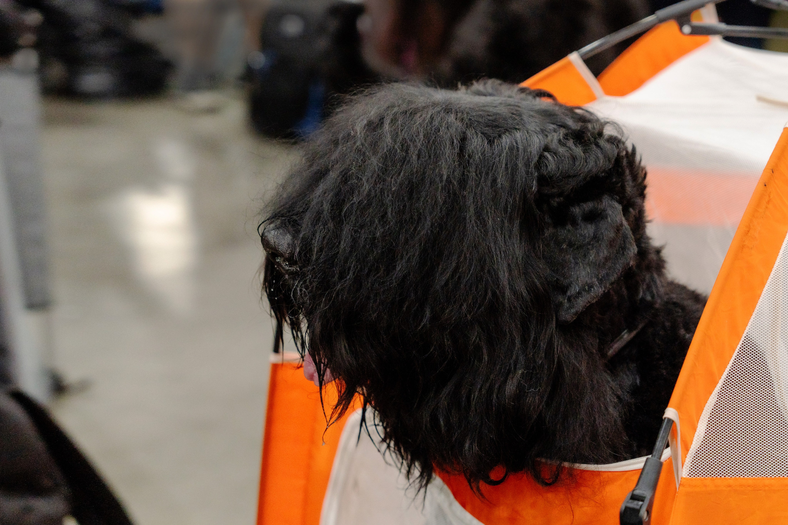 Животные. Фото, видео, монтаж