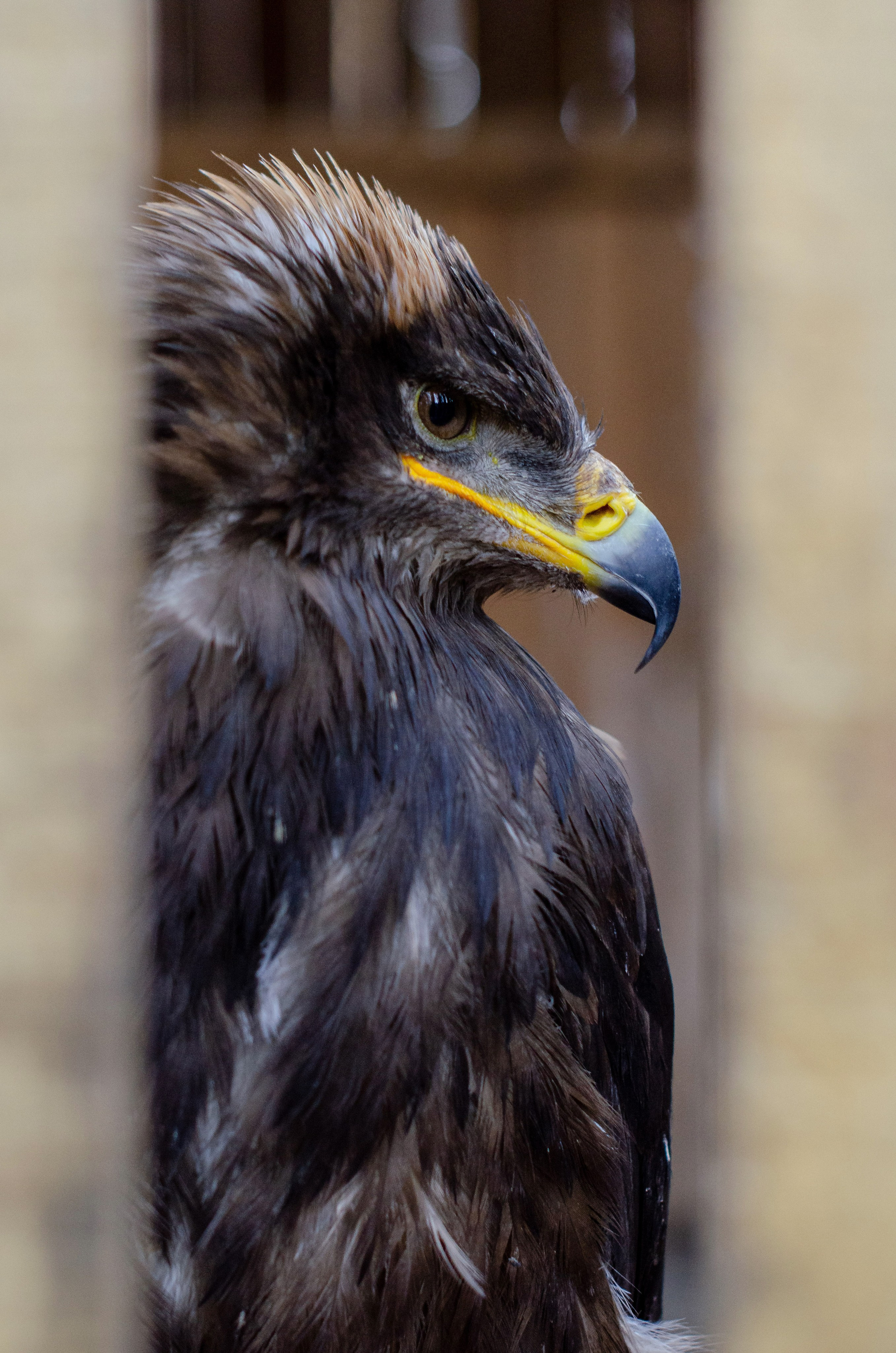 Животные. Фото, видео, монтаж