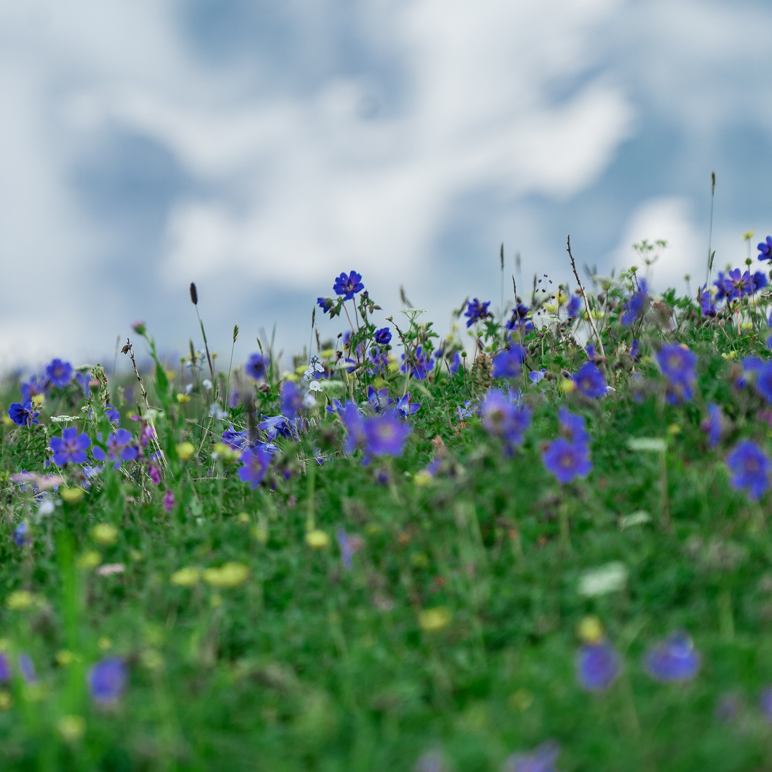 Путешествия и пейзаж. Репортажный фотограф в Красной Поляне и Сочи Павлюченко Екатерина