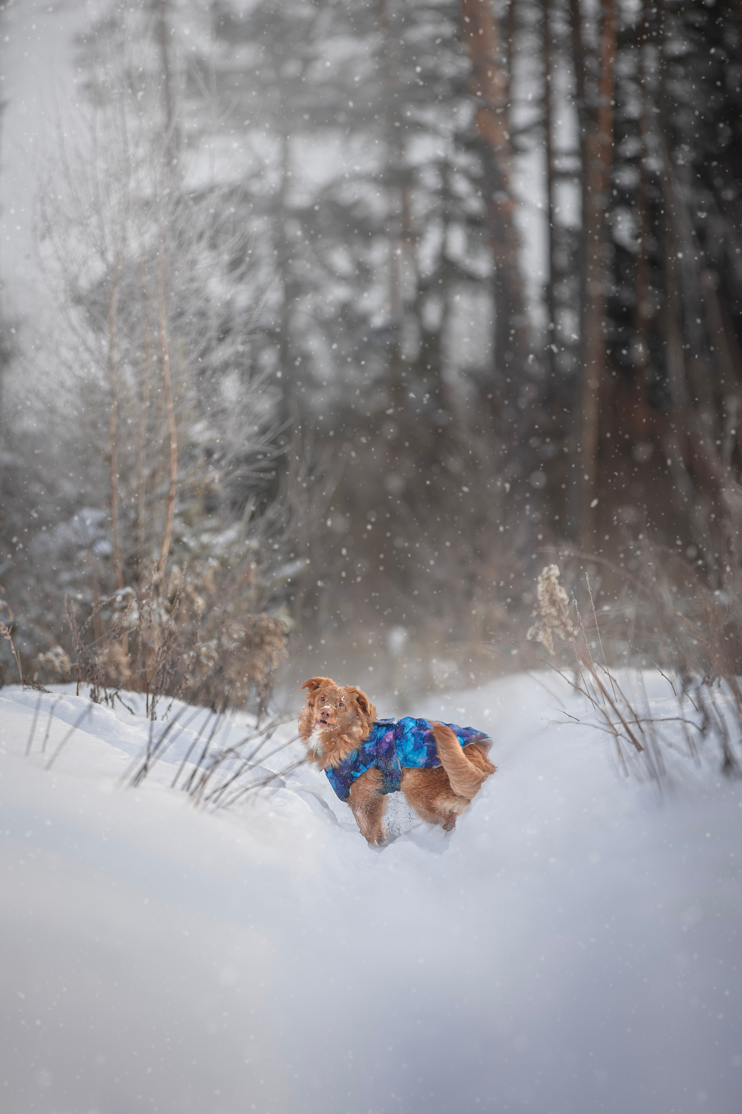 Руби, Николь, Кирилл и Мила. Фотограф анималист в Москве Майорова Евгения