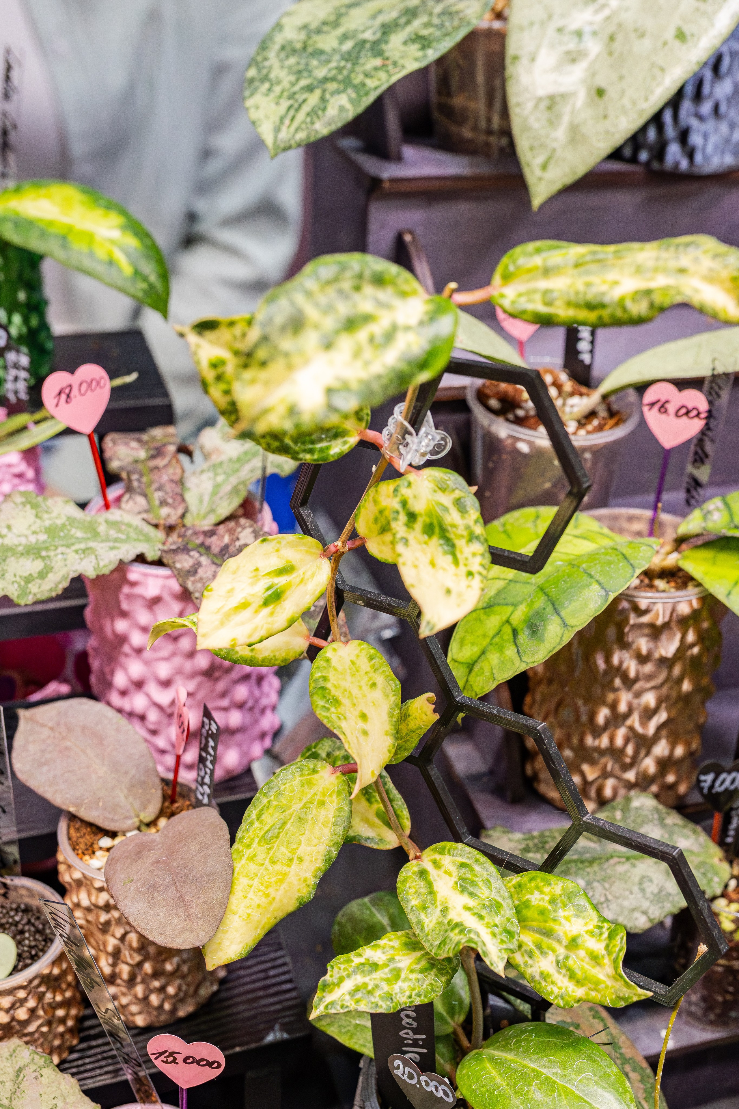 Монстериум апрель 2026. Александра Куликова фотограф, Москва