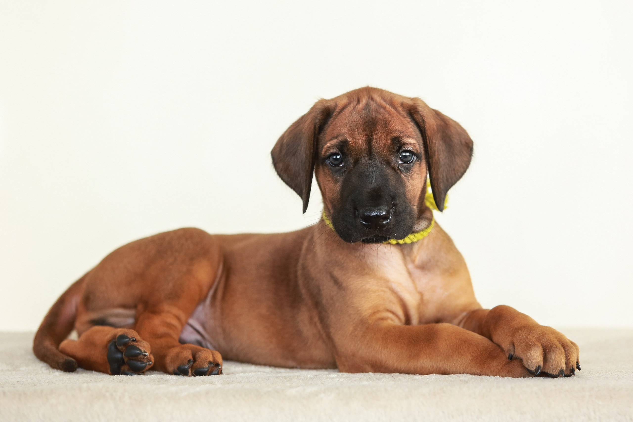 Щенки. Семейный и детский фотограф в Москве Мария Быкова