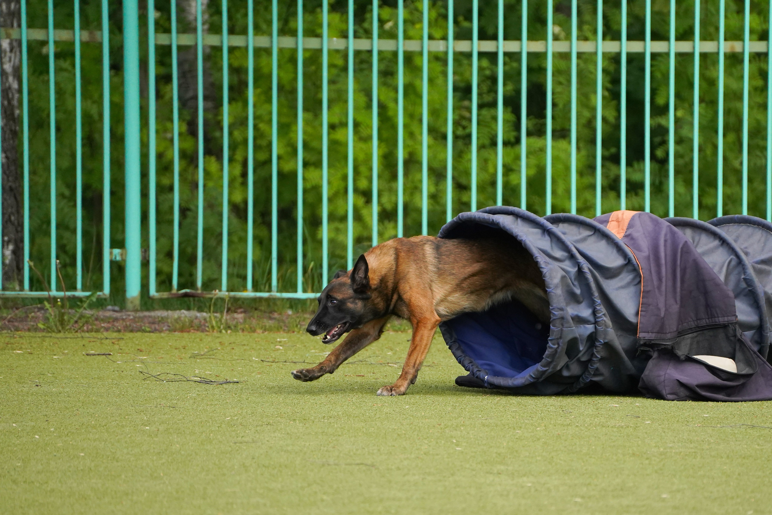 Аджилити 25.05.24, Санкт-Петербург. Фотограф-анималист Анастасия Большакова
