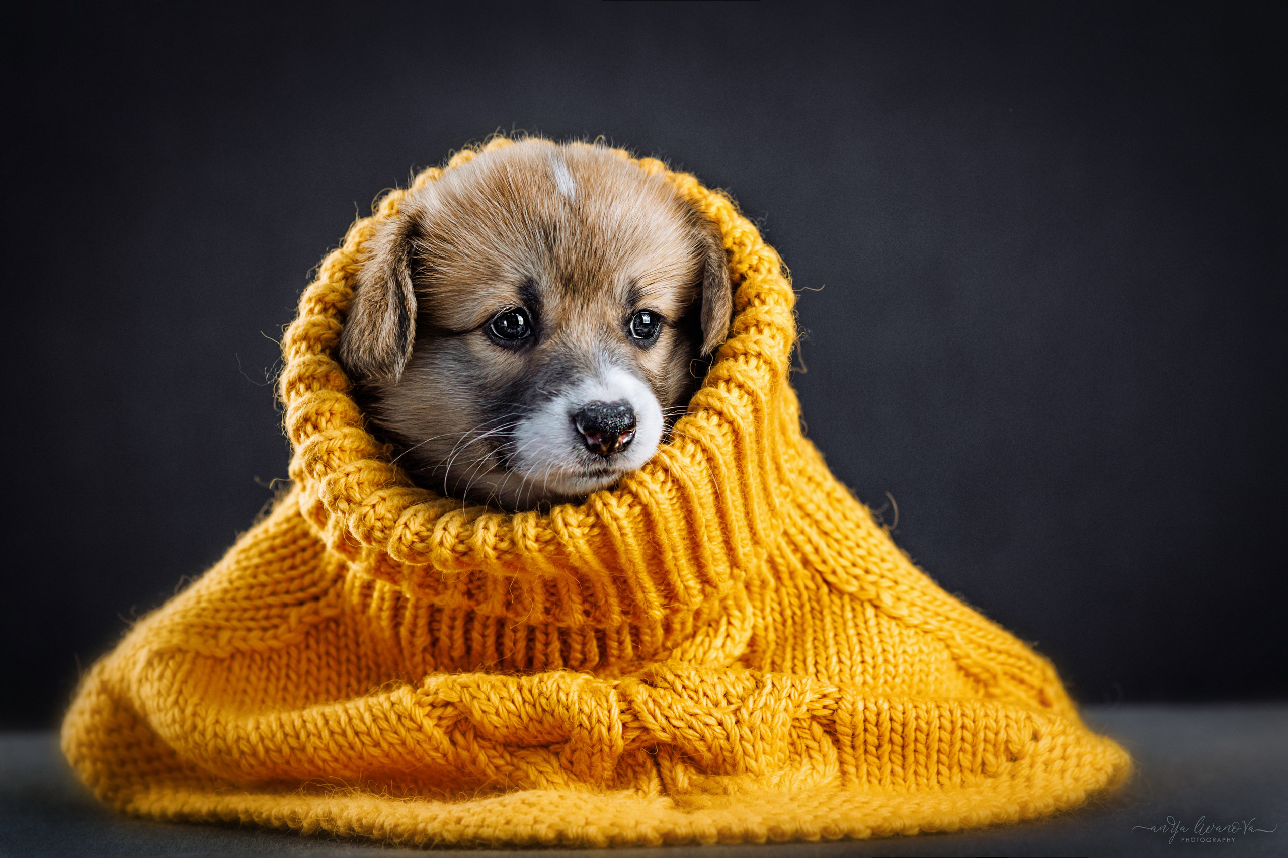 Коржики. Фотограф анималист Аня Ливанова | Рыбинск