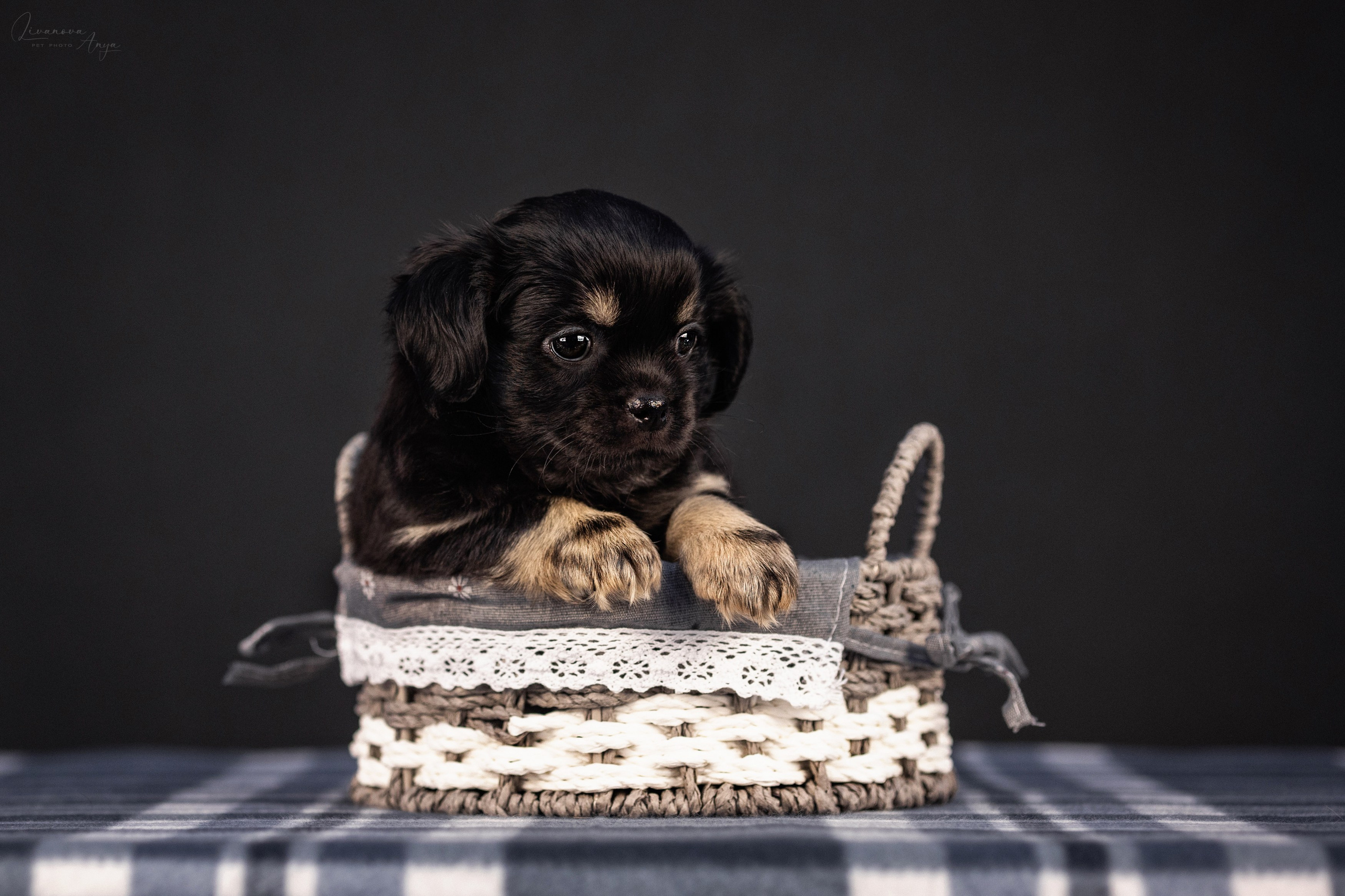 Тибетские спаниели. Фотограф анималист Аня Ливанова | Рыбинск