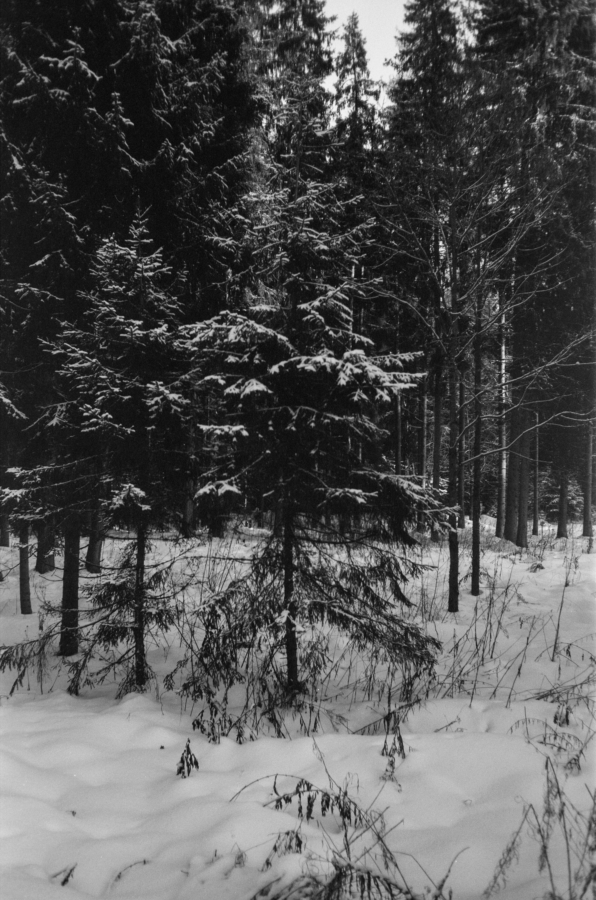 Minox 35GT / Тасма Т-25 ISO 100 / Давыдовское, Лукино