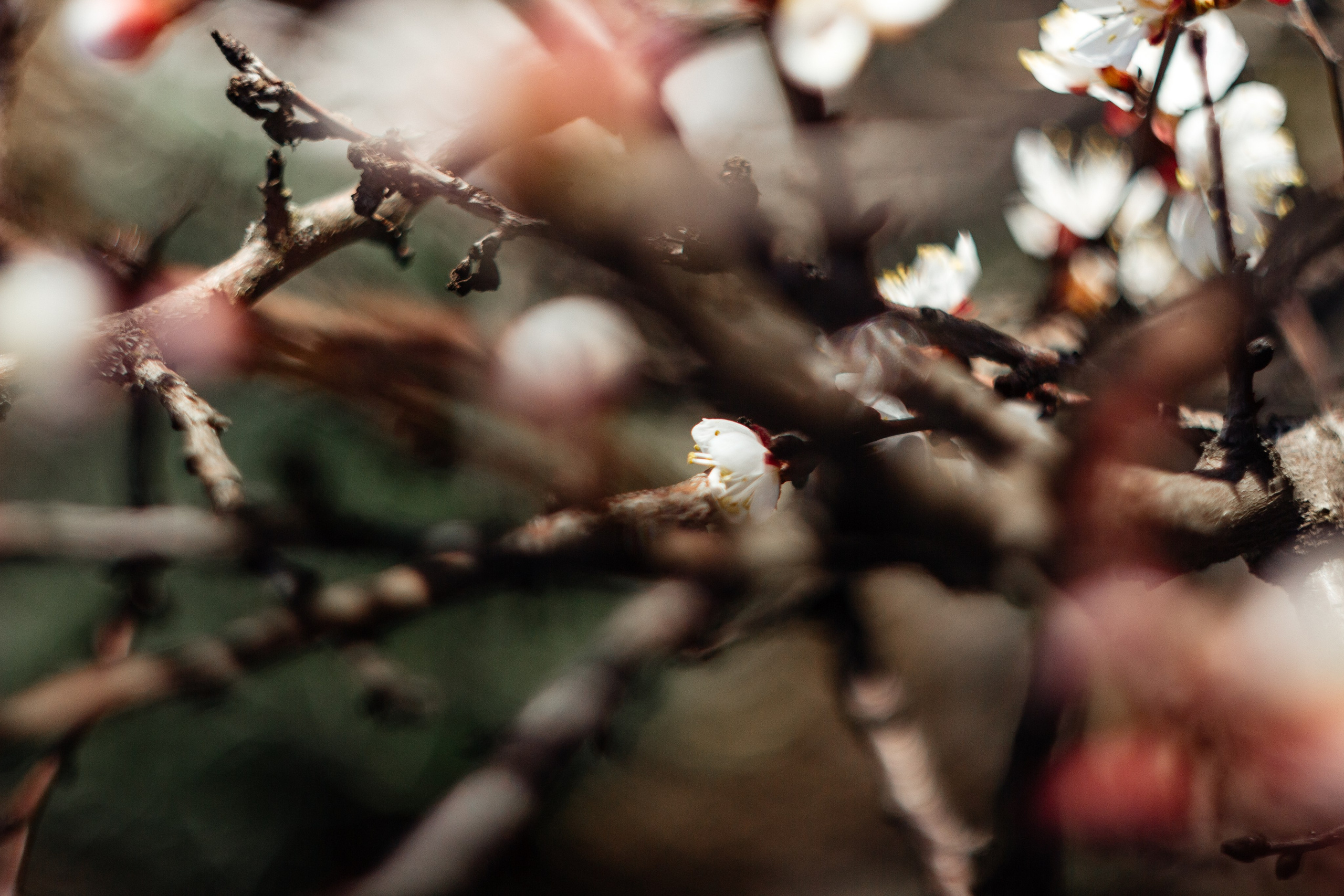 Helios. Photographer Mary Matveenko