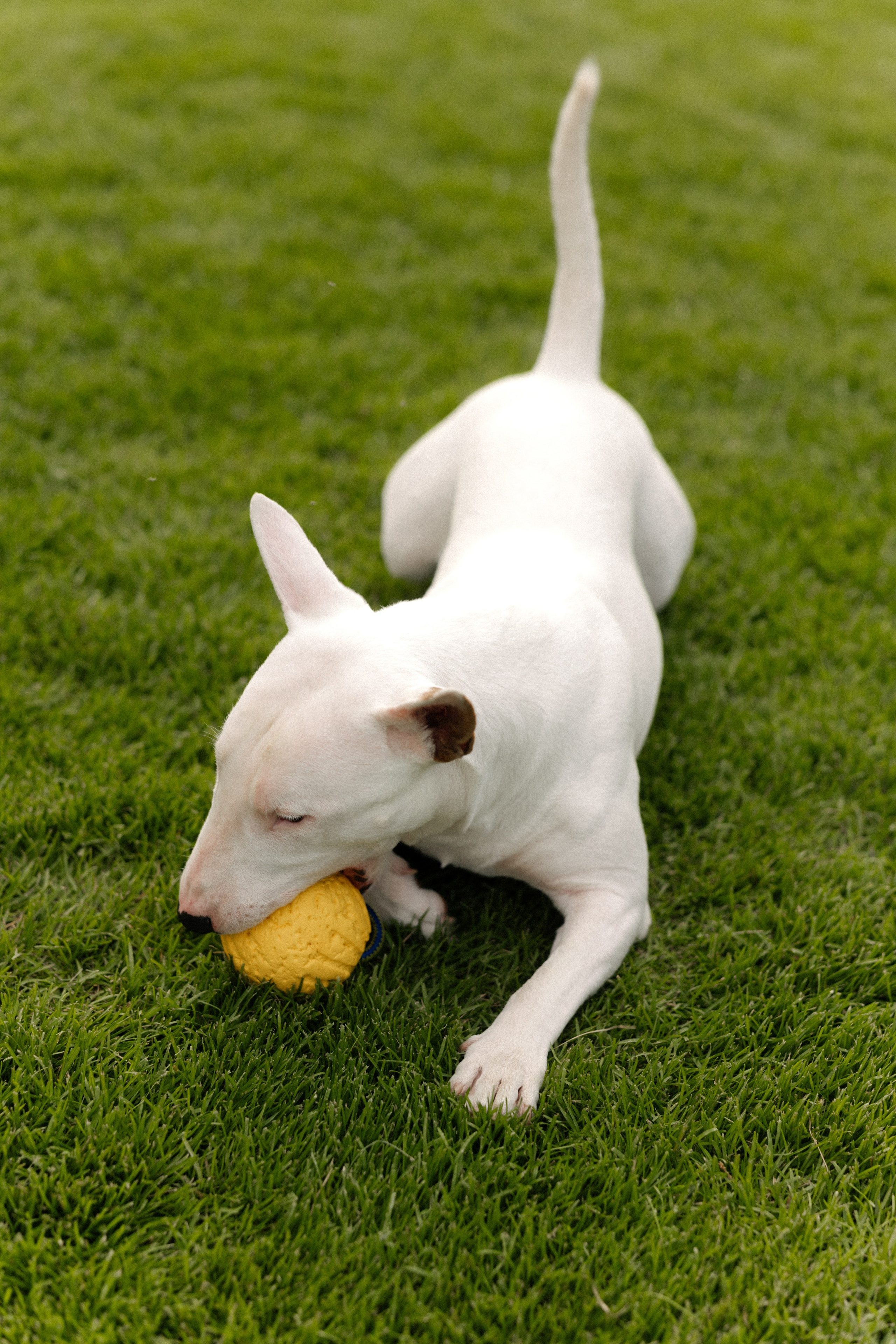 Выходной. Свадебный и семейный фотограф Юлия Сафронова