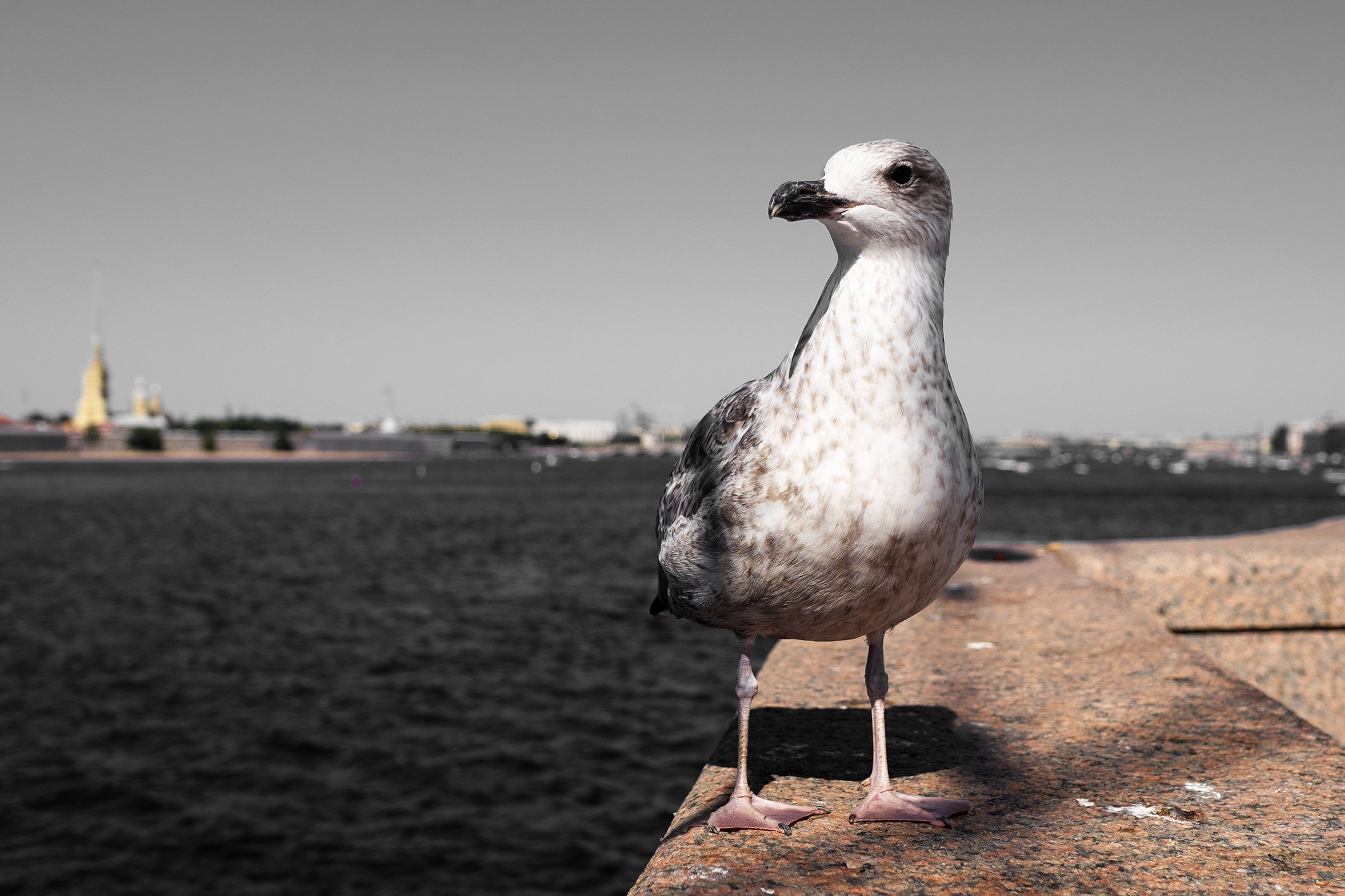 Петербург цветной. Фотограф в Москве. Александр Луппов