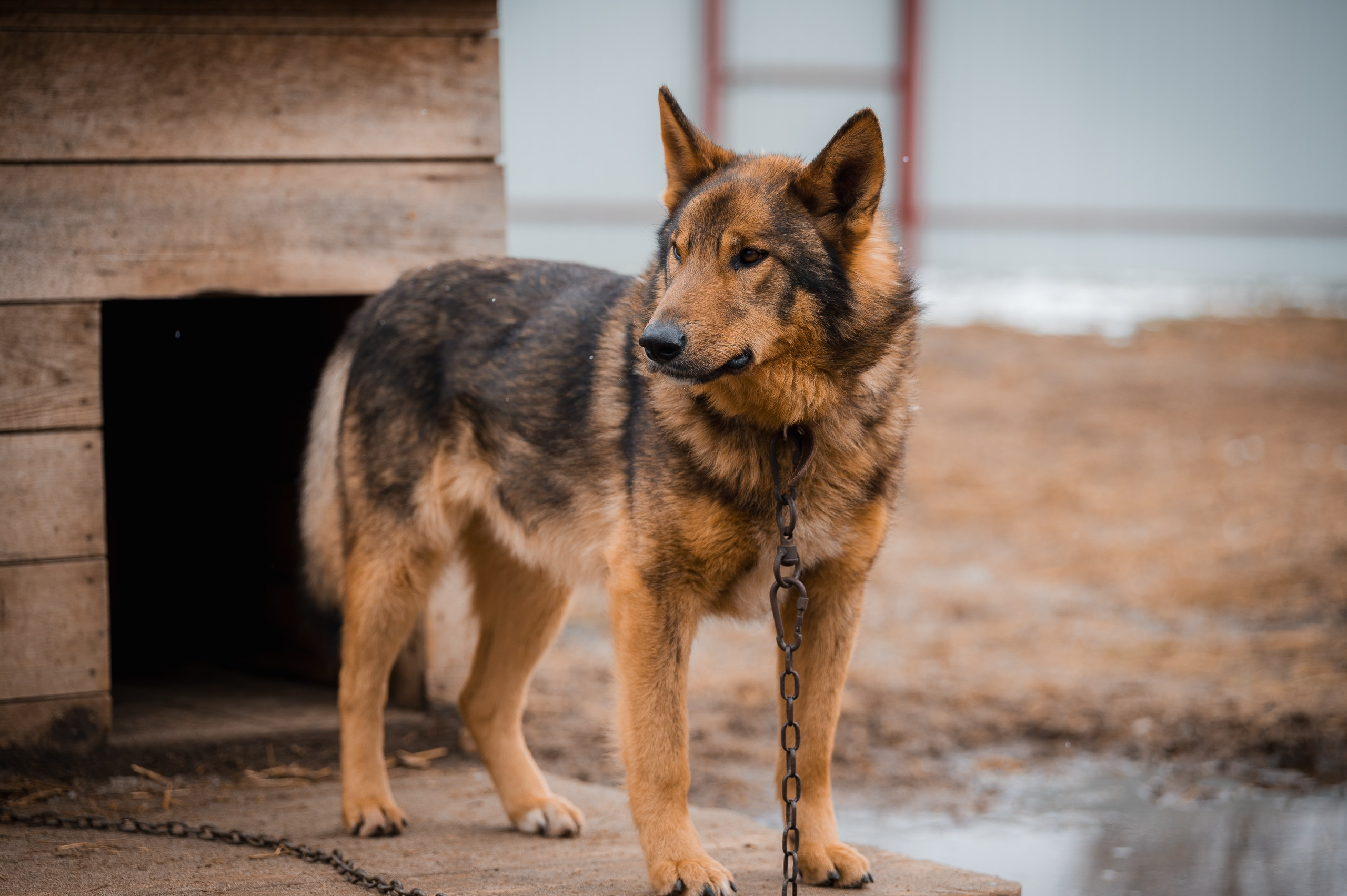 Тибет. Улыбка собаки — спасение и пристройство бездомных собак
