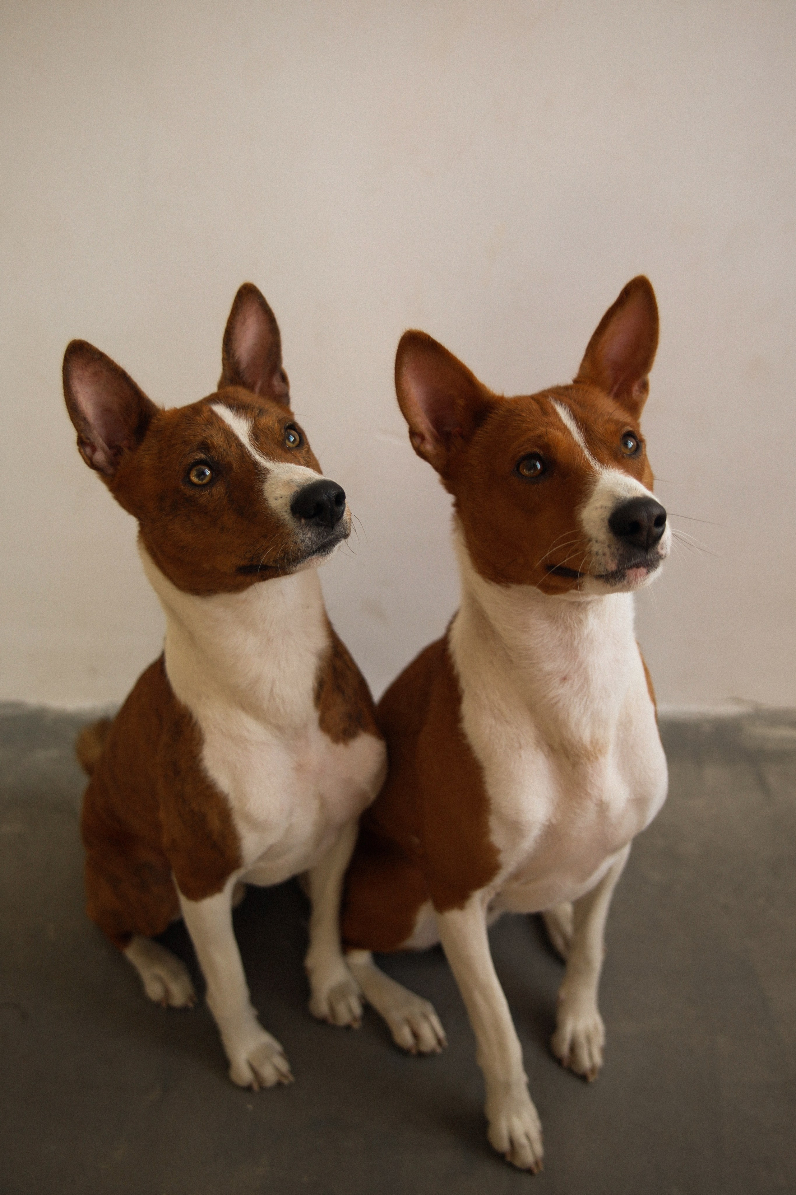 С собаками. Фотограф в Серпухове и Тарусе Ксения Царёва