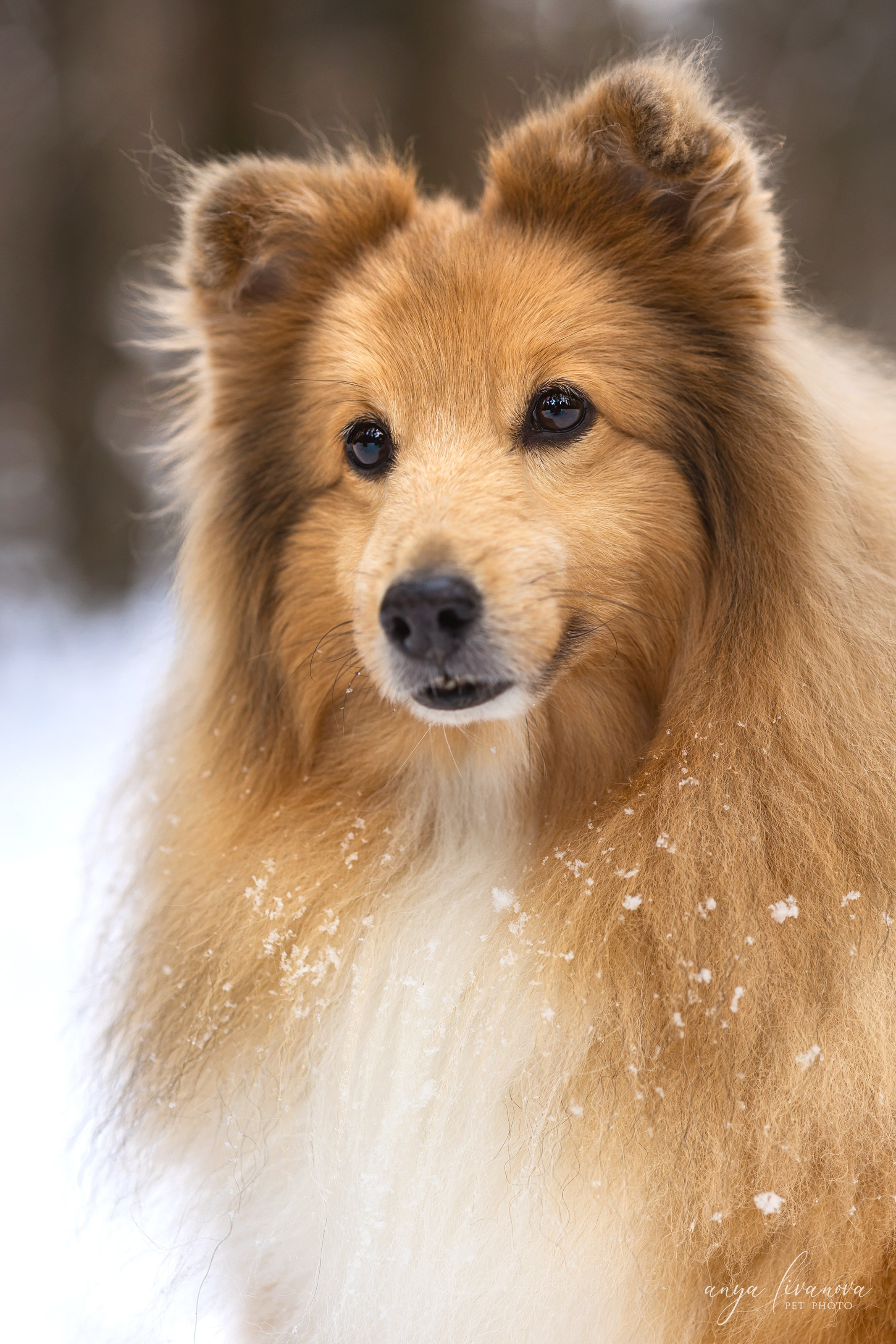 Скиф. Фотограф анималист Аня Ливанова | Рыбинск