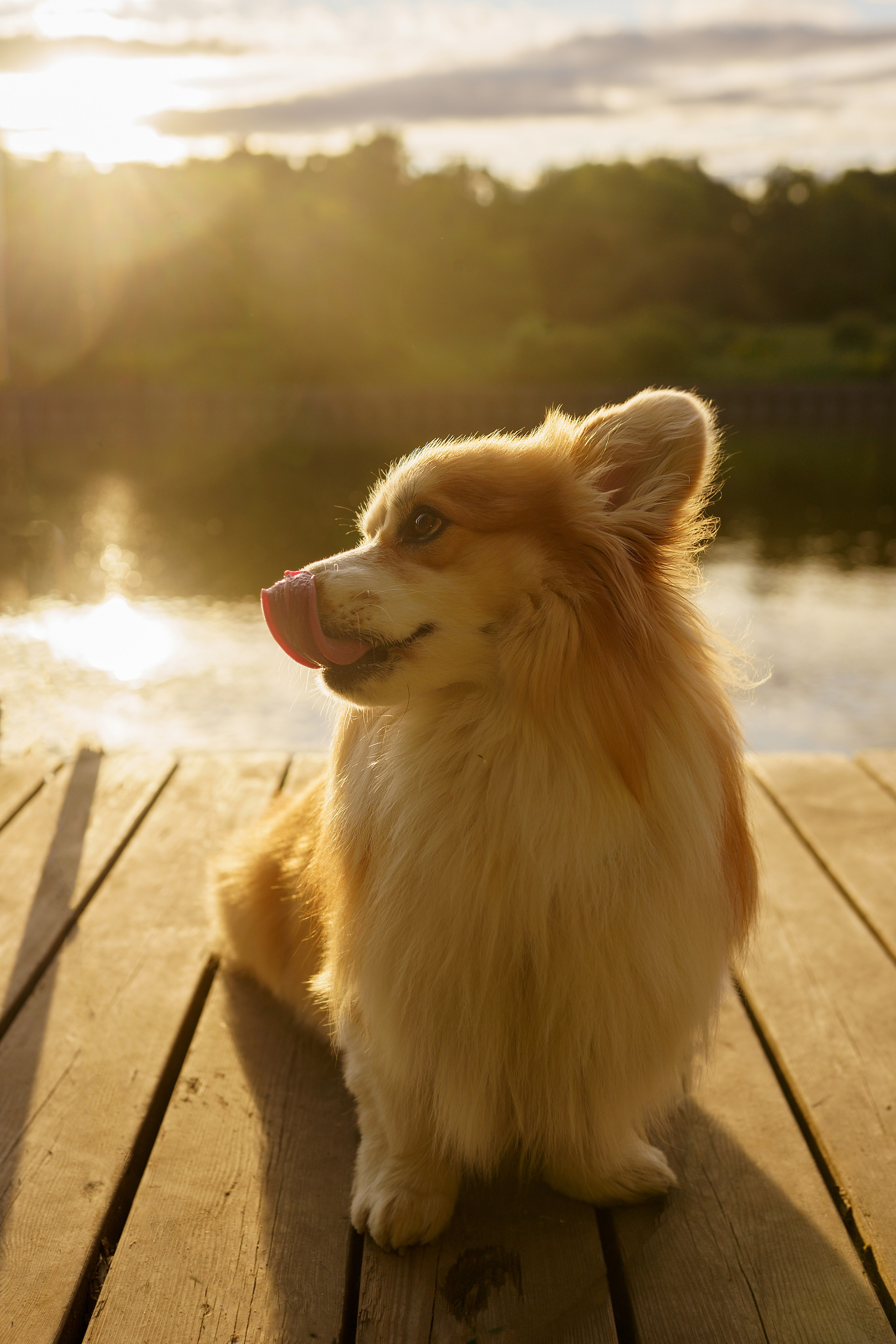 Катя, Арсений и Пух. Свадебный фотограф в Москве Анна Полушина