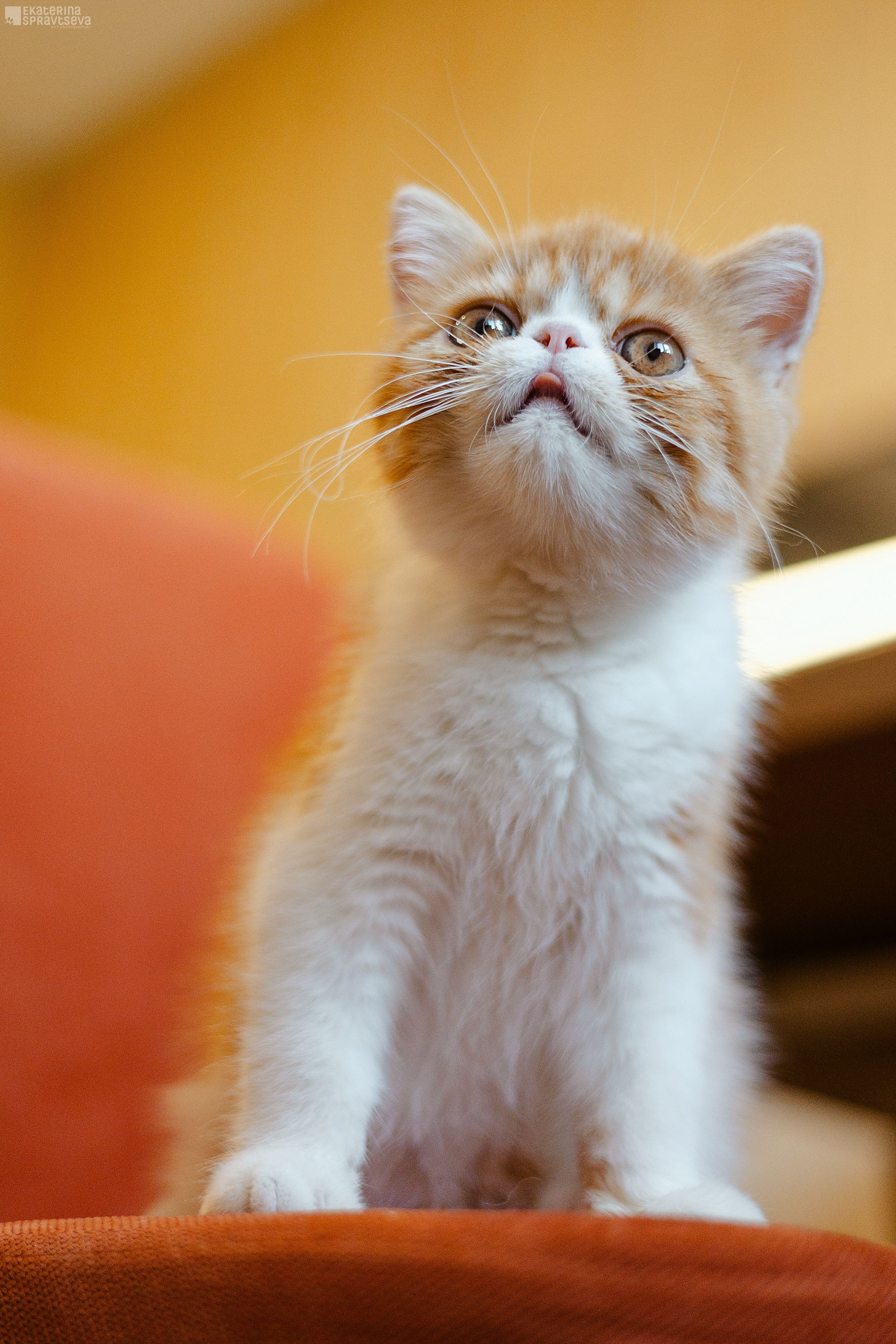 Малыш Уникум, Лиза и Миша. Фотограф Анималист Екатерина Справцева в Нижнем Новгороде