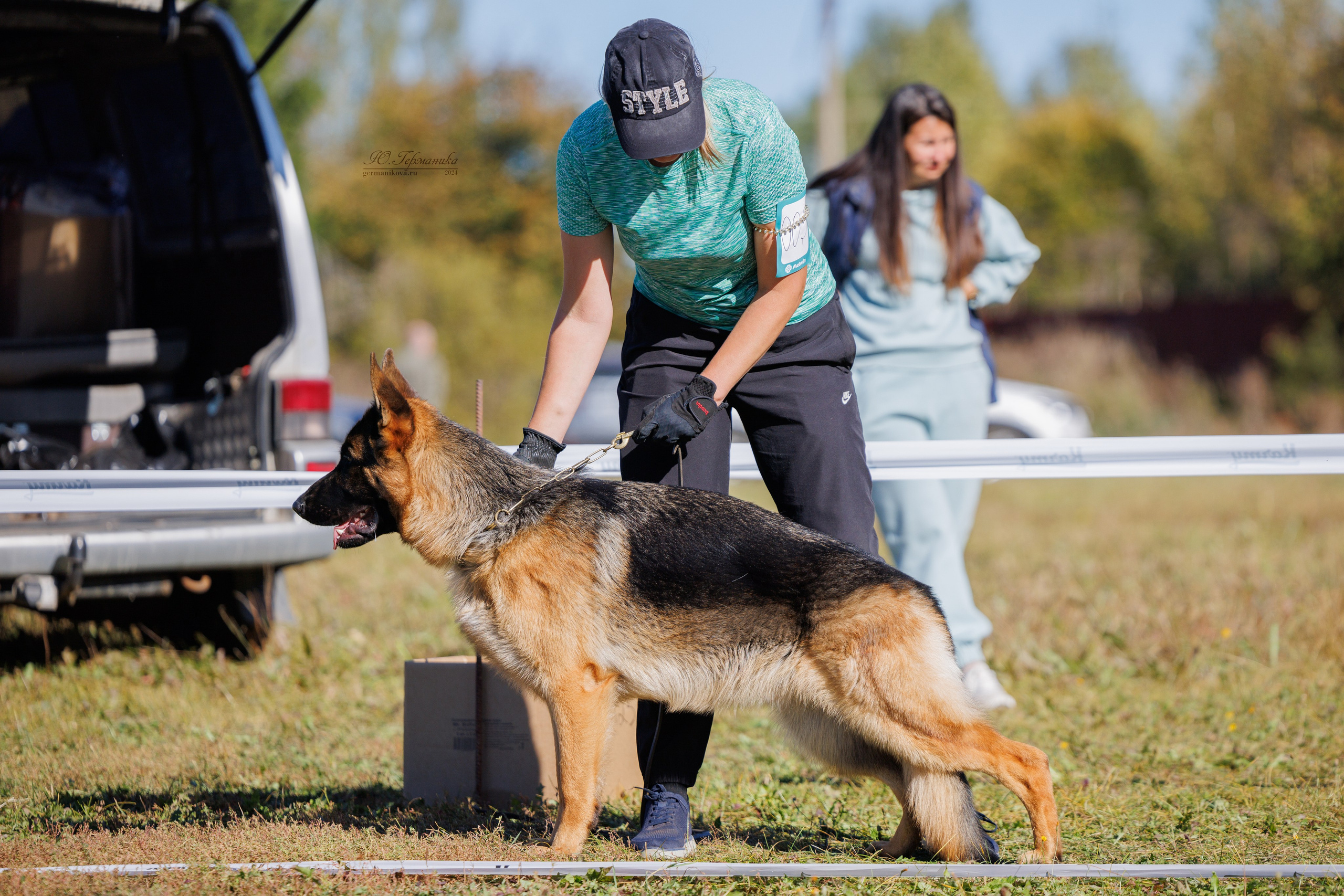 Тверь немецкие овчарки 22.09.2024. Фотограф-анималист Юлия Германика