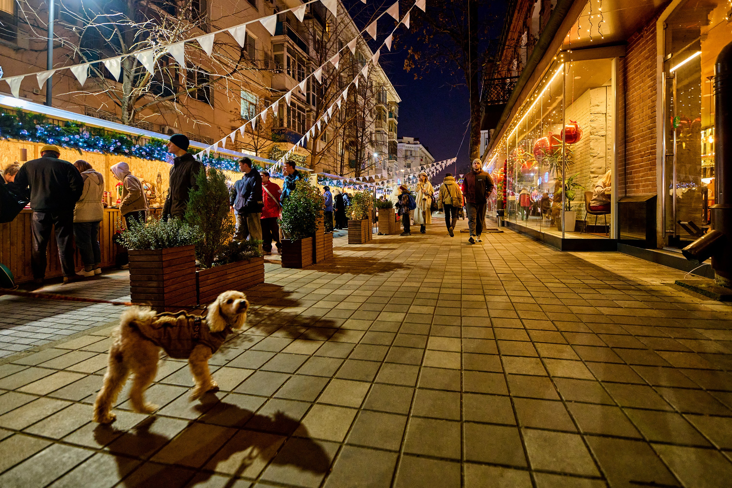 Жизнь, люди, стрит, вокруг, животные, на улице. Яркие фото на Чёрном море