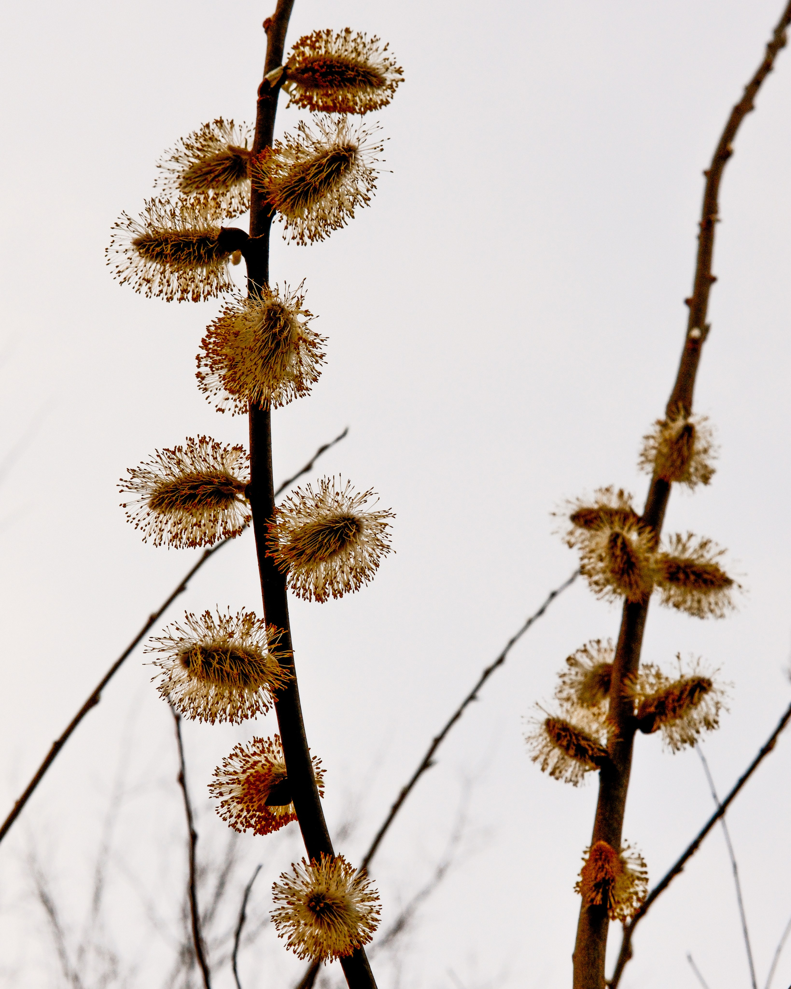 Природа. Фотограф Маргана Лоция