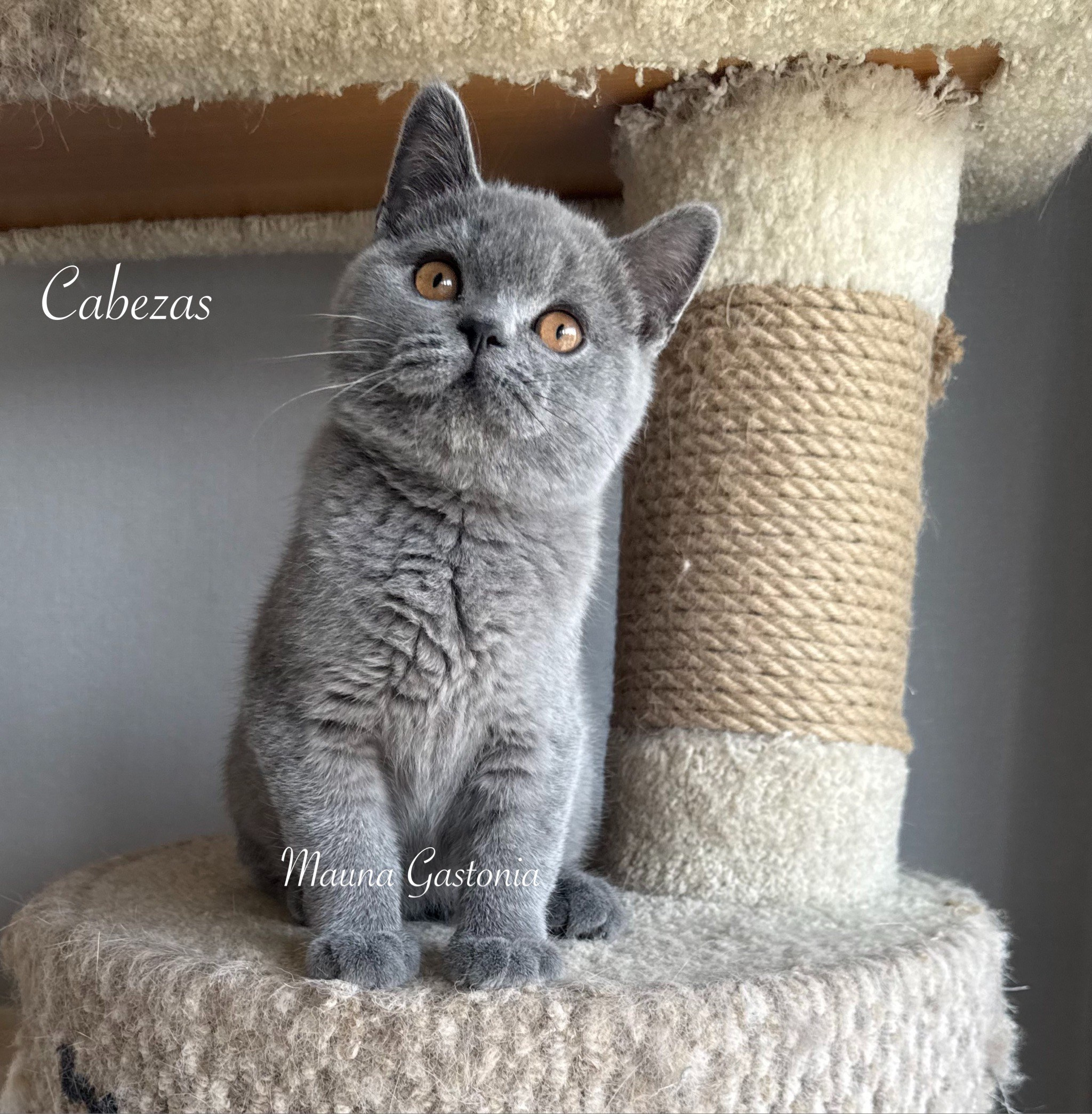 Cabezas. Mauna Gastonia