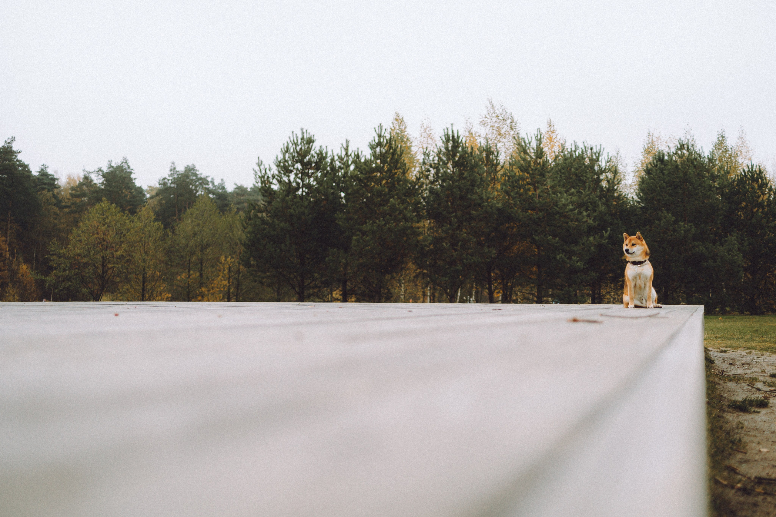 Настя, Юра и Скай