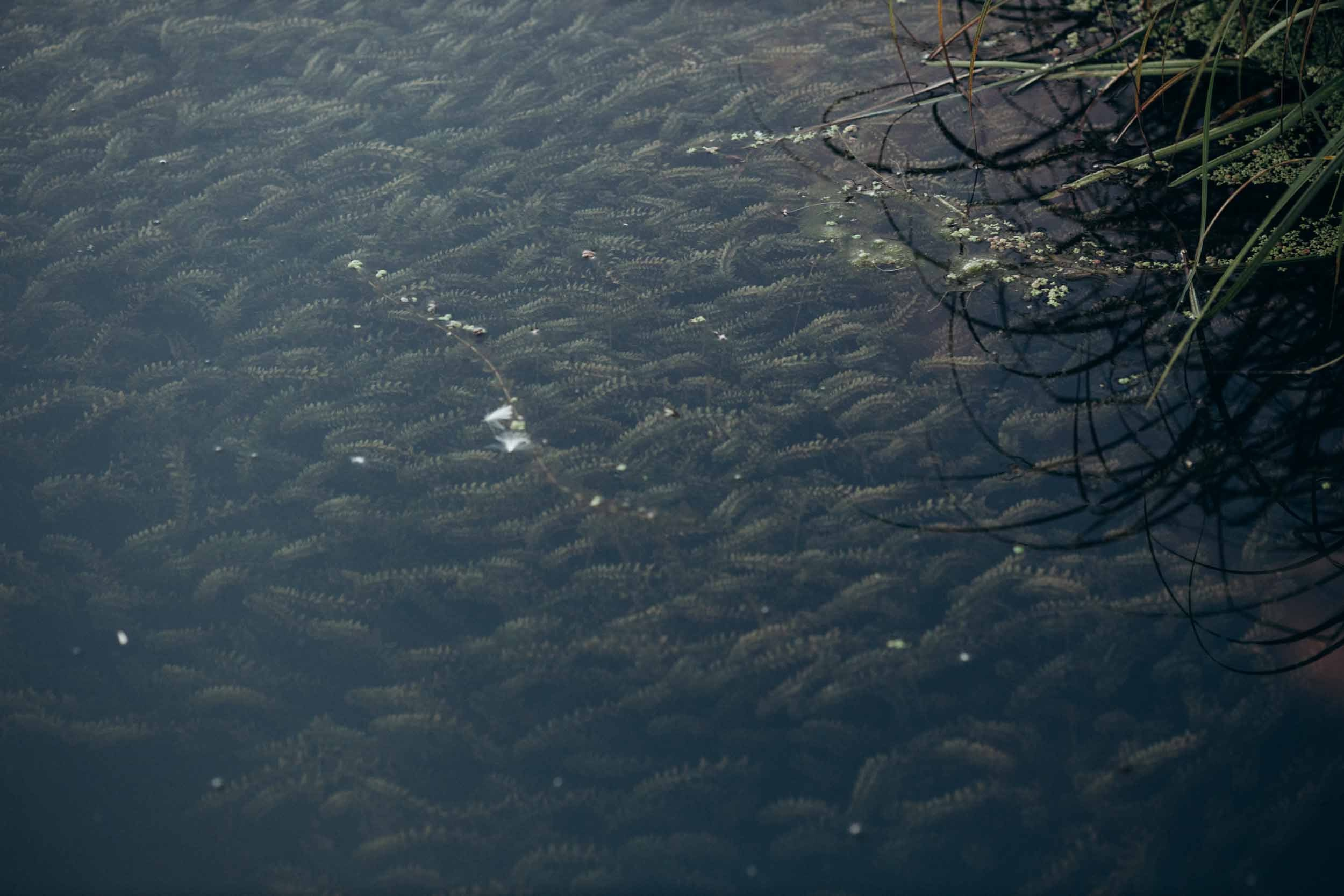 Природные пейзажи. Наталия Клевинскас портретный фотограф в Костроме