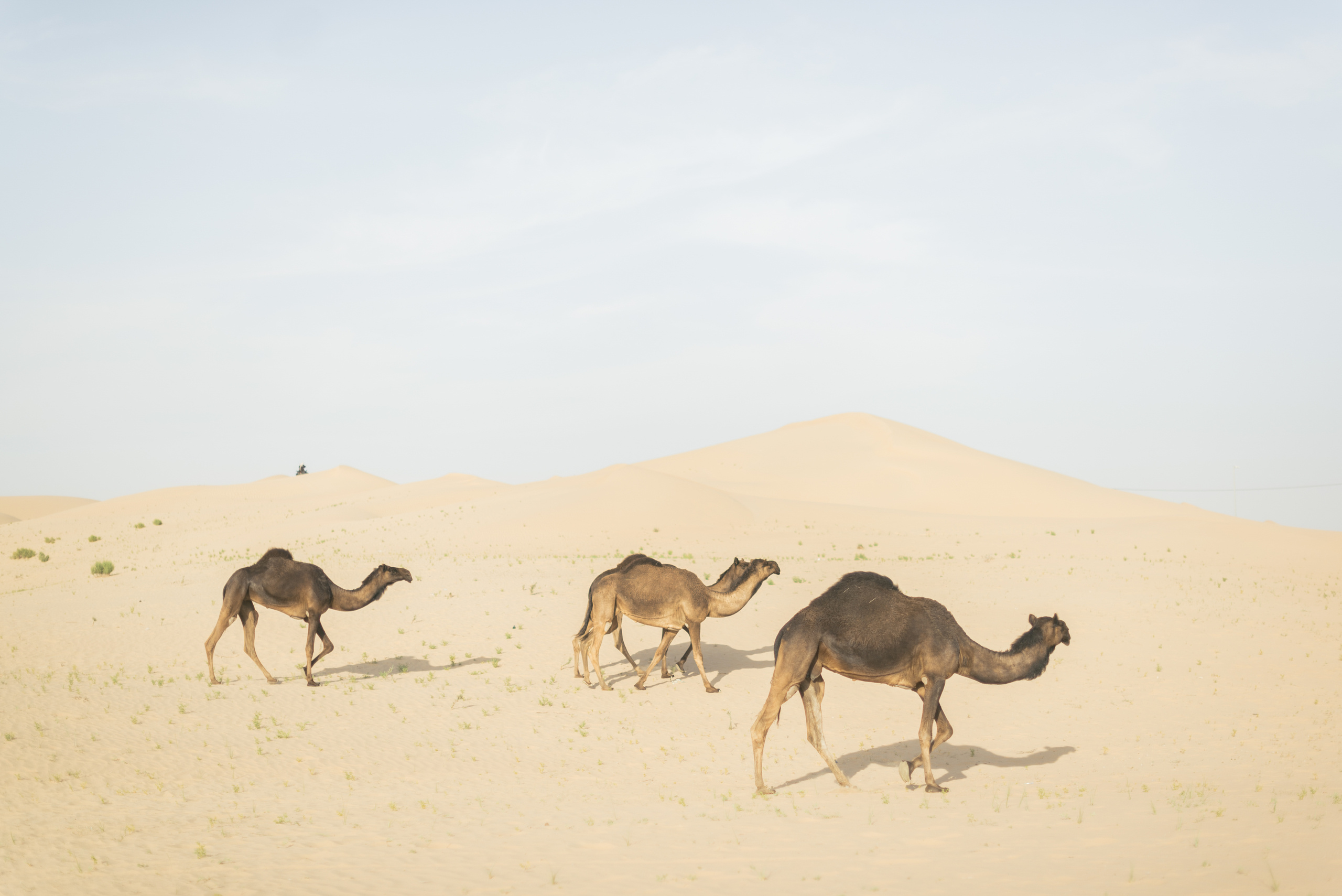 Любить в пустыне. Портфолио свадебного фотографа. Роман Каргаполов