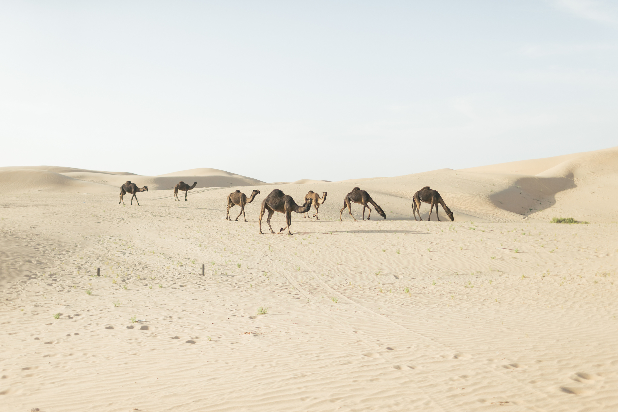 Любить в пустыне. Портфолио свадебного фотографа. Роман Каргаполов