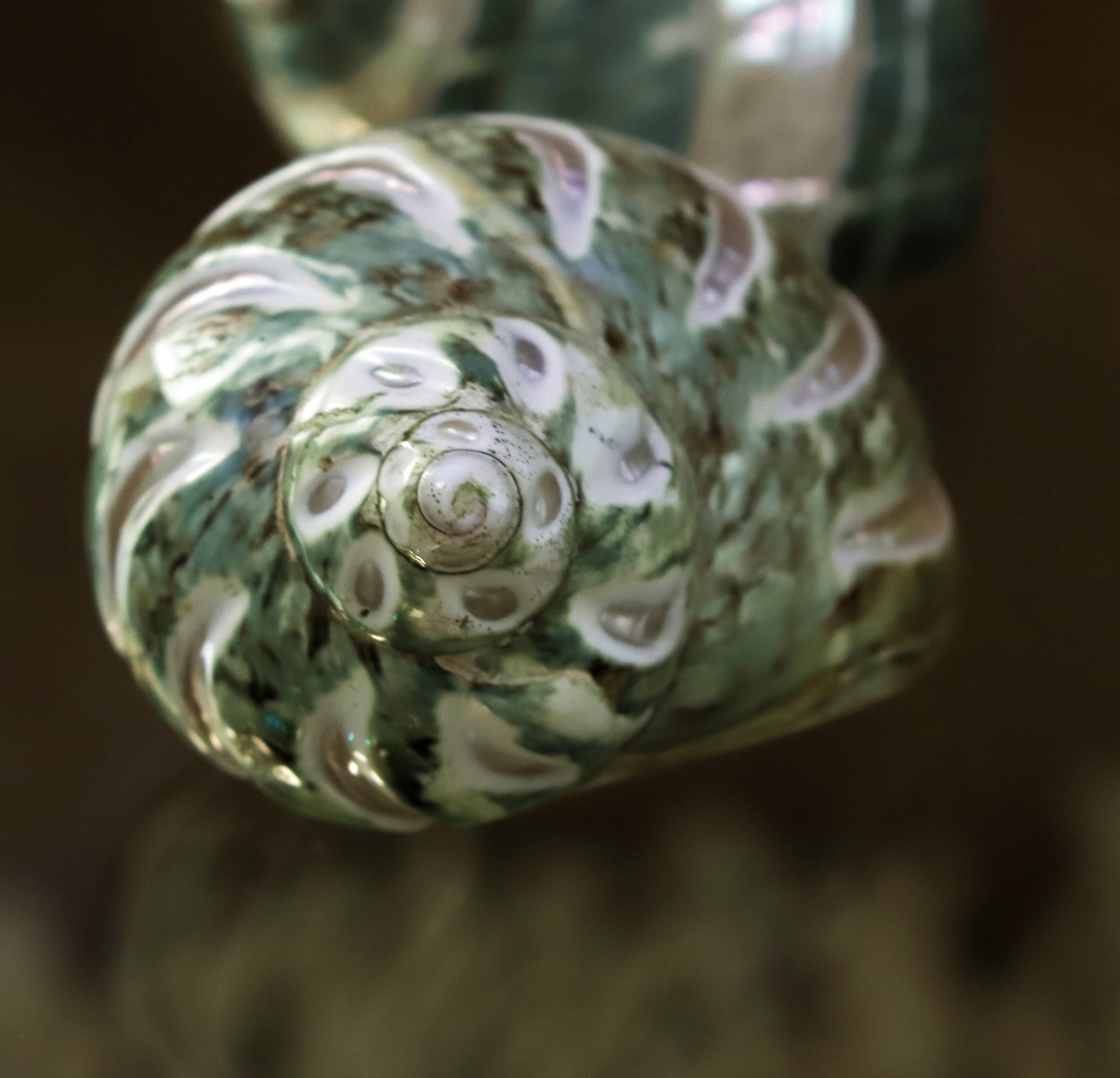 Морской калейдоскоп. Фотограф Юлия Маринина