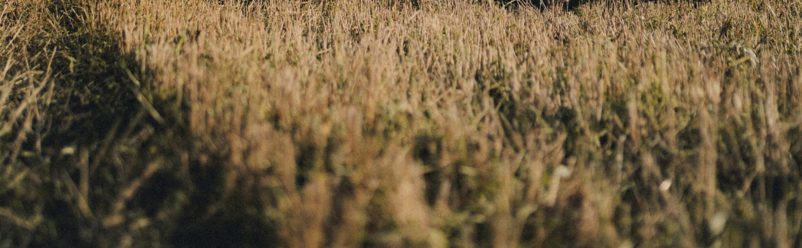 Автомобильная фотосессия Jaguar XK + портрет владельца. Фотограф Илья К. в Москве