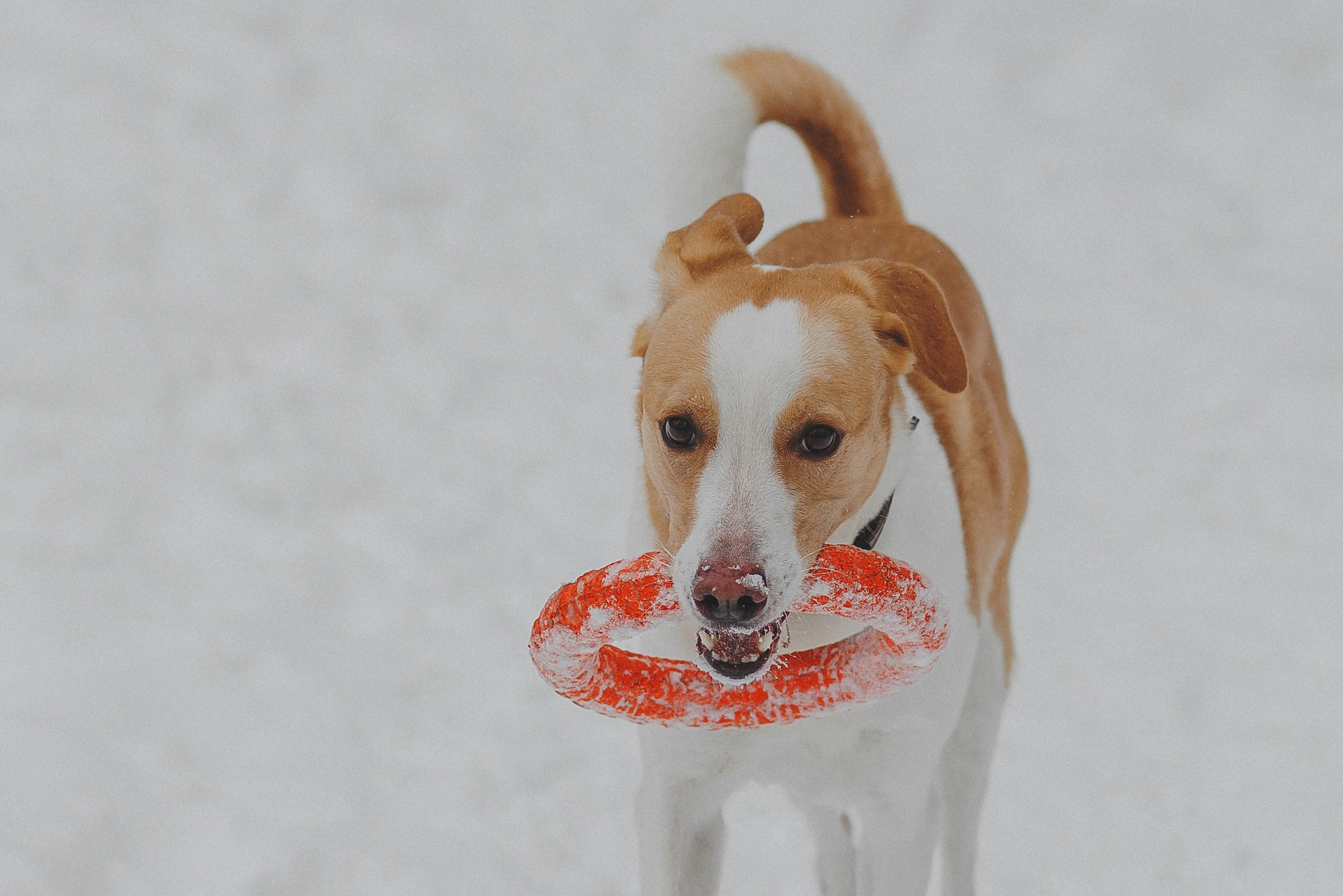 Зимняя фотосессия в лесу с собакой. Фотограф в Москве и Люберцах Анна Ушакова