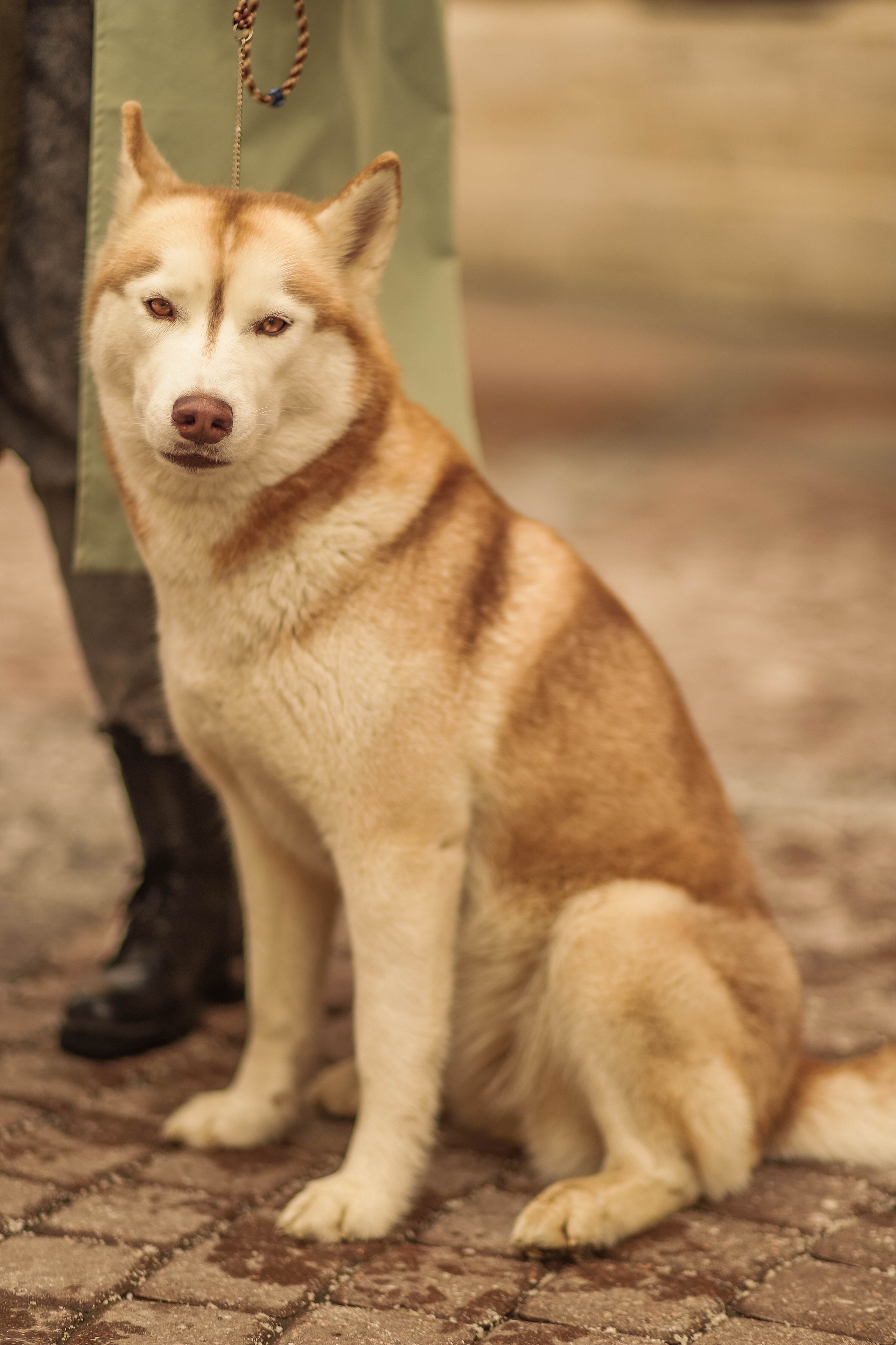 Лавстори. Семейный свадебный интерьерный фотограф Тверь Санкт- Марина Свистунова