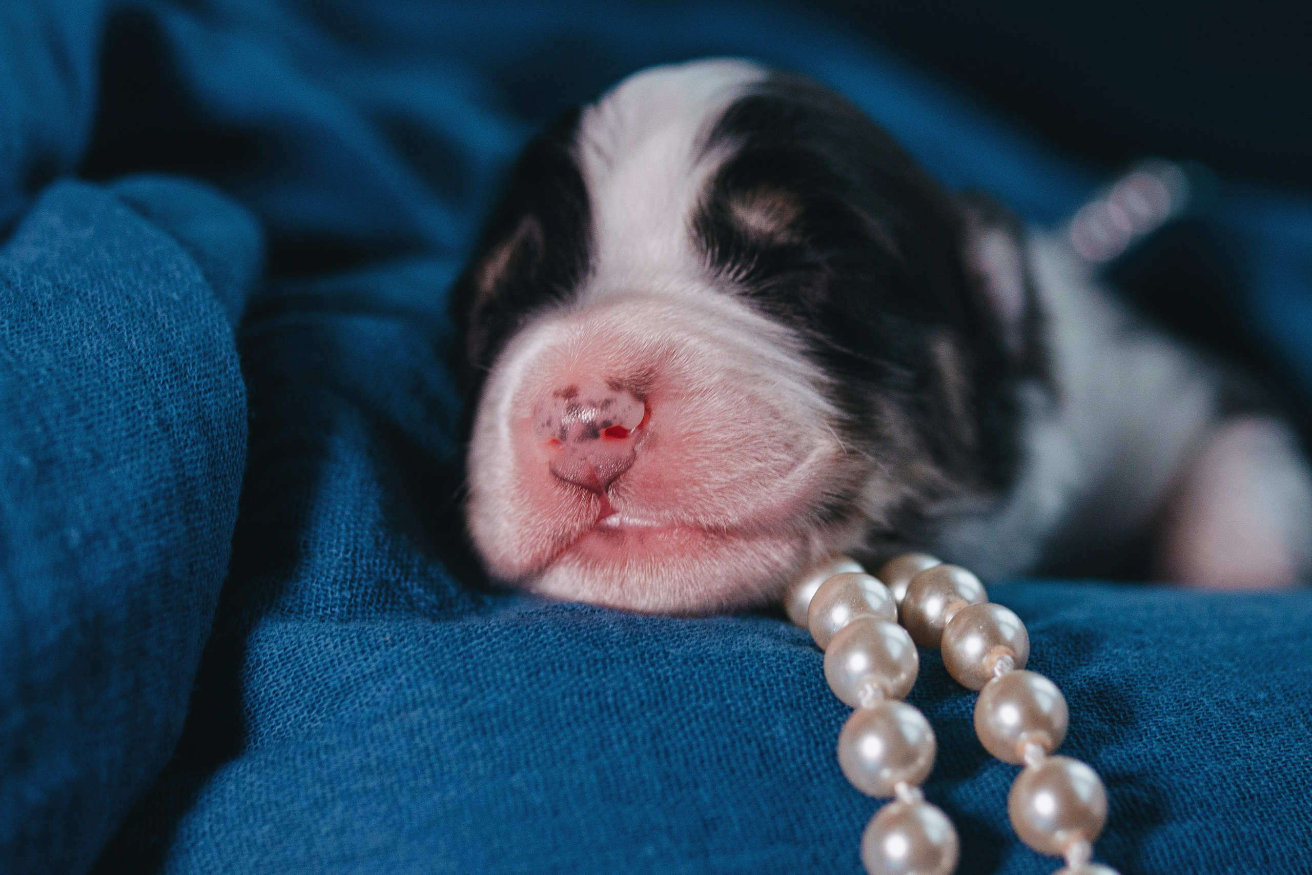 Аусси. Фотограф анималист Осипчикова Мария