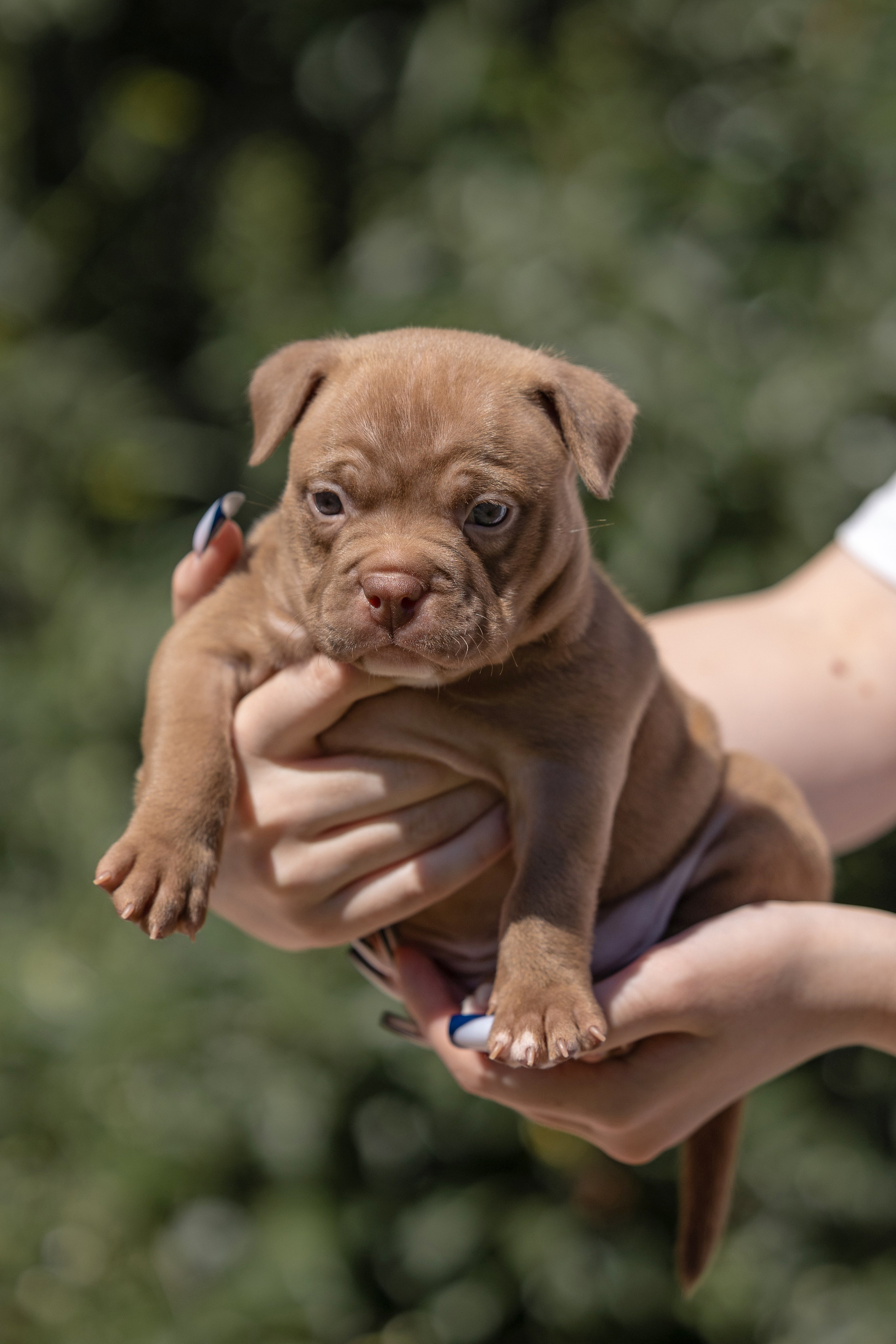 Щенки и котята на улице. Фотограф анималист в Казани Алина Сулейманова. Фотограф животных