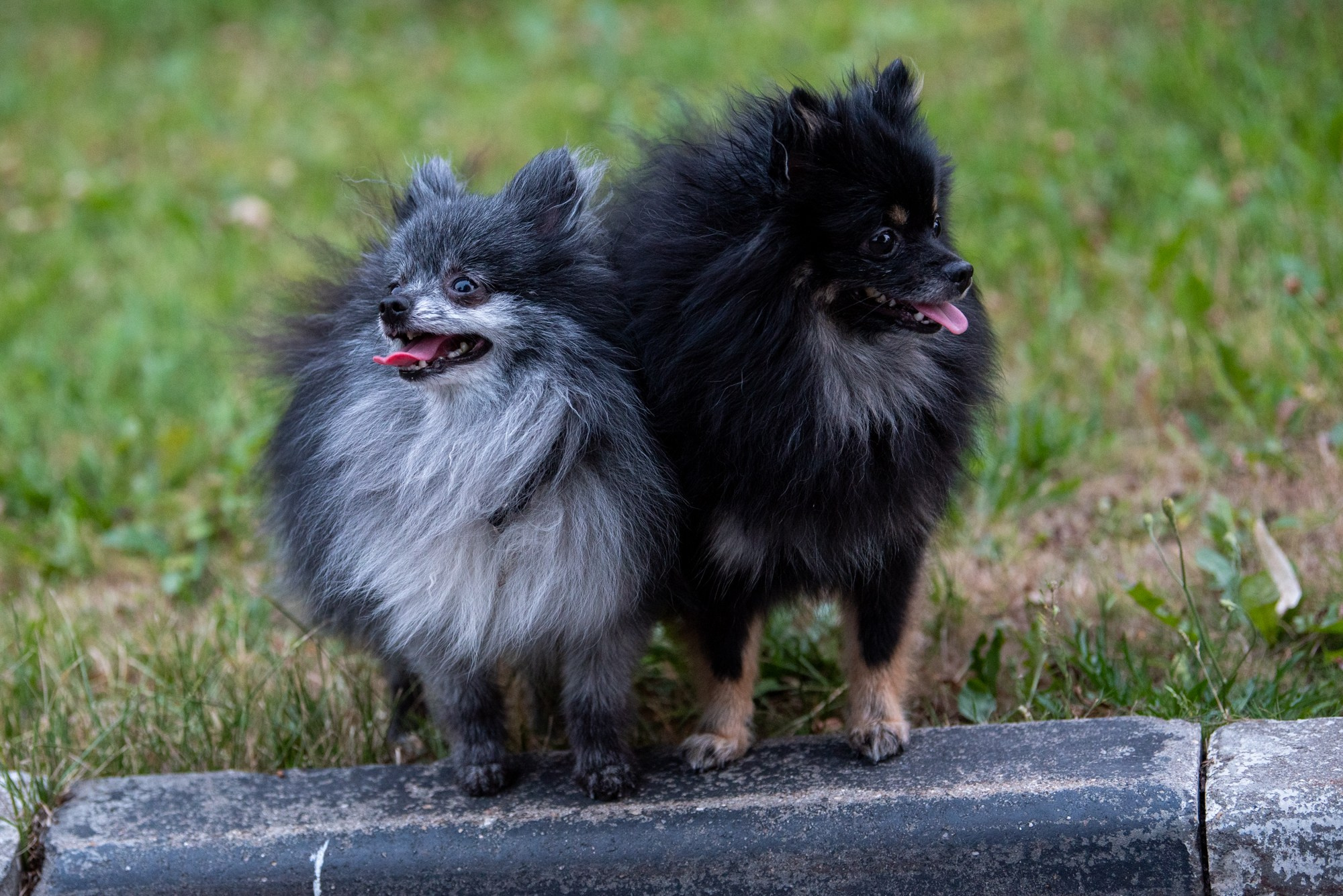 Спасенные шпицы. Фотограф в Москве Виктория Назаренко