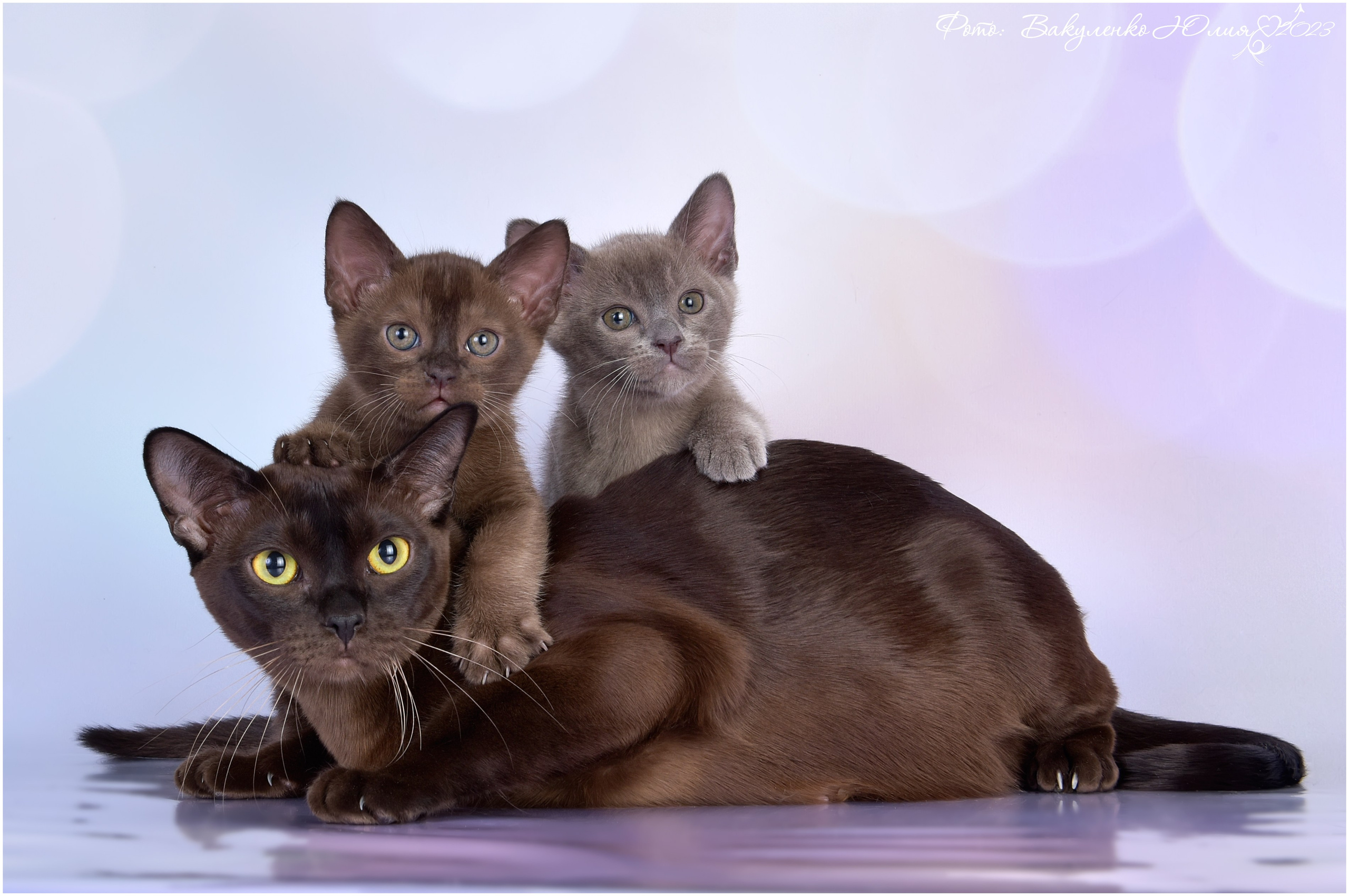 Котята. Фотограф анималист | семейный Юлия Вакуленко, г. Краснодар