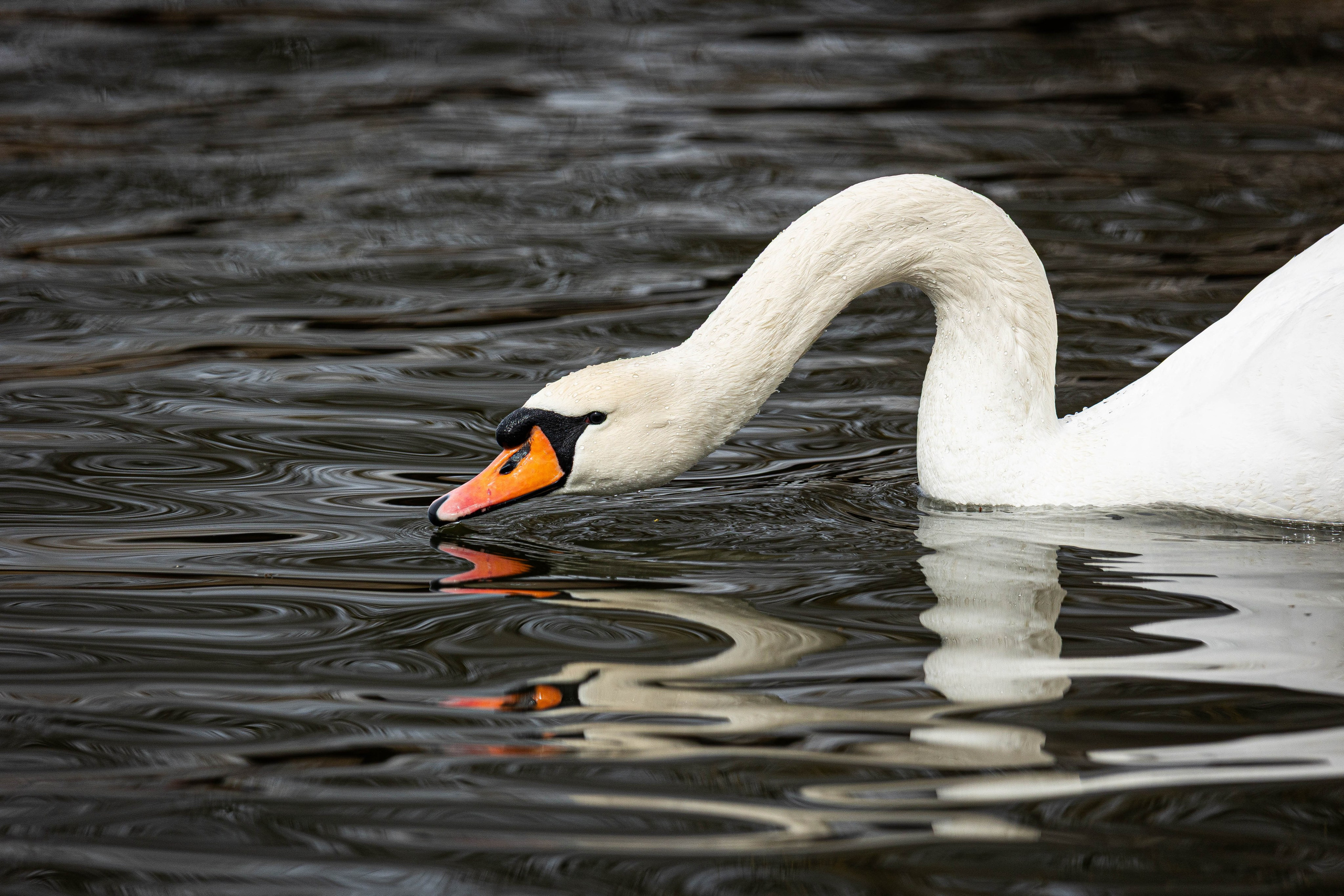 Парк Малинки 2026. Фотограф-АниМалист Анна Абрамова