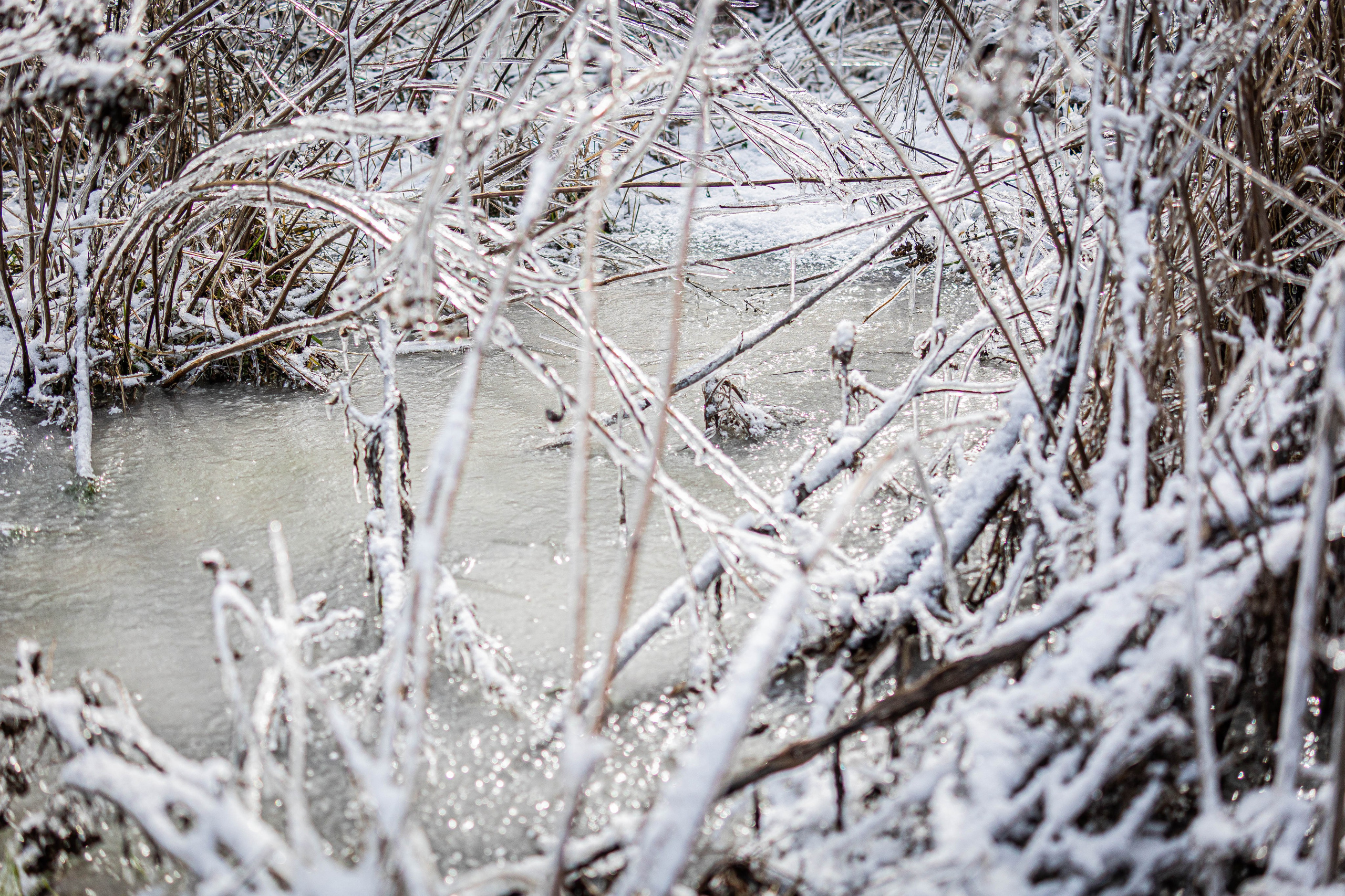 Дикий животный мир. Фотограф-АниМалист Анна Абрамова